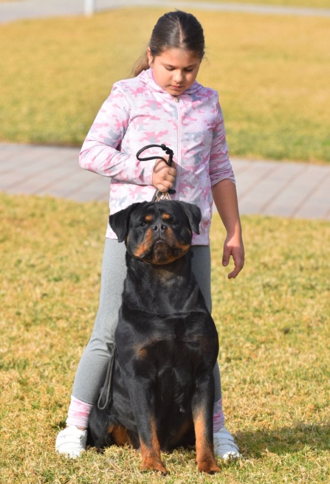 Rottweiler adulto de Rottvale Kennel presentado por una niña