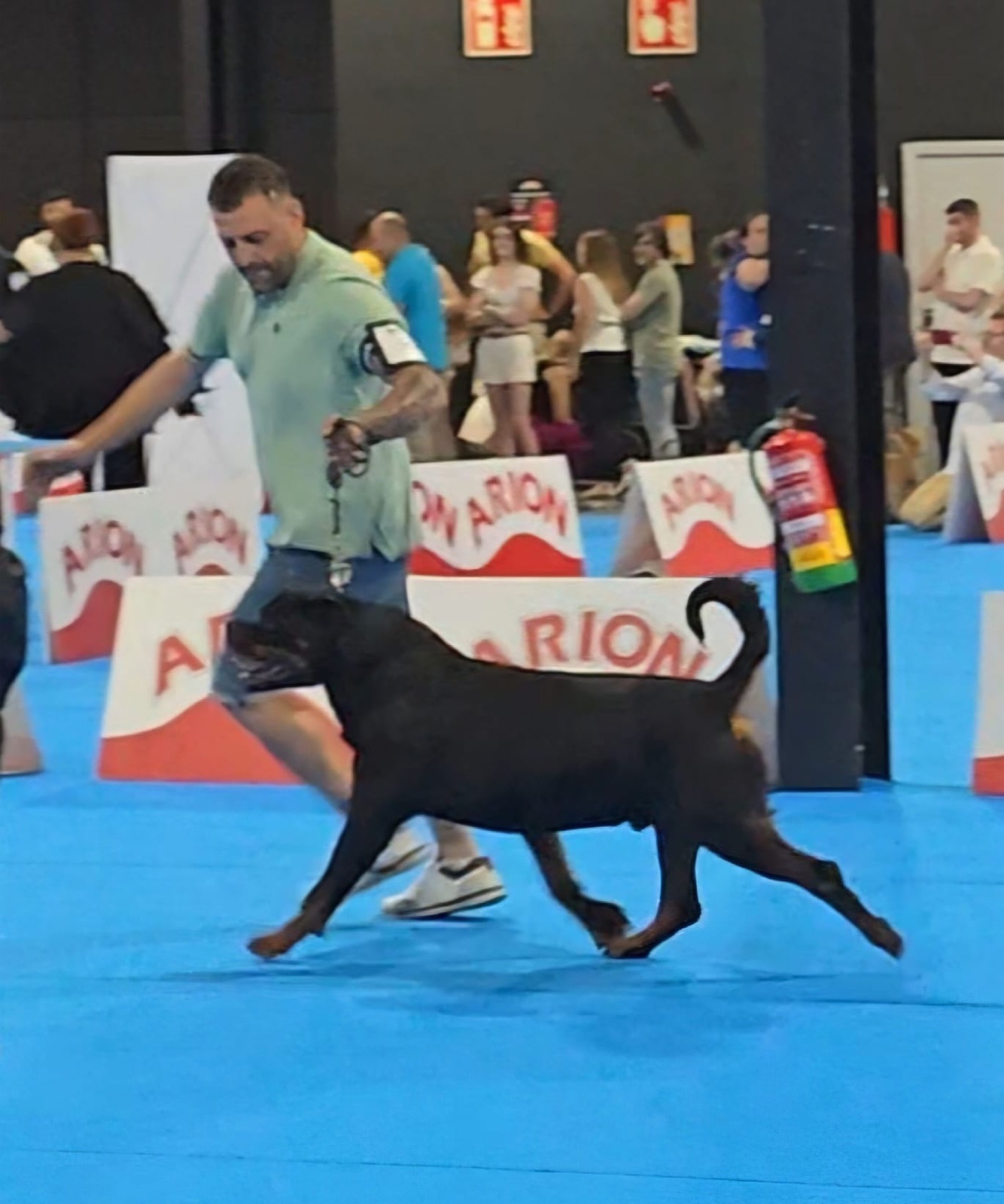 Rottweiler de Rottvale Kennel en el ring de exposición