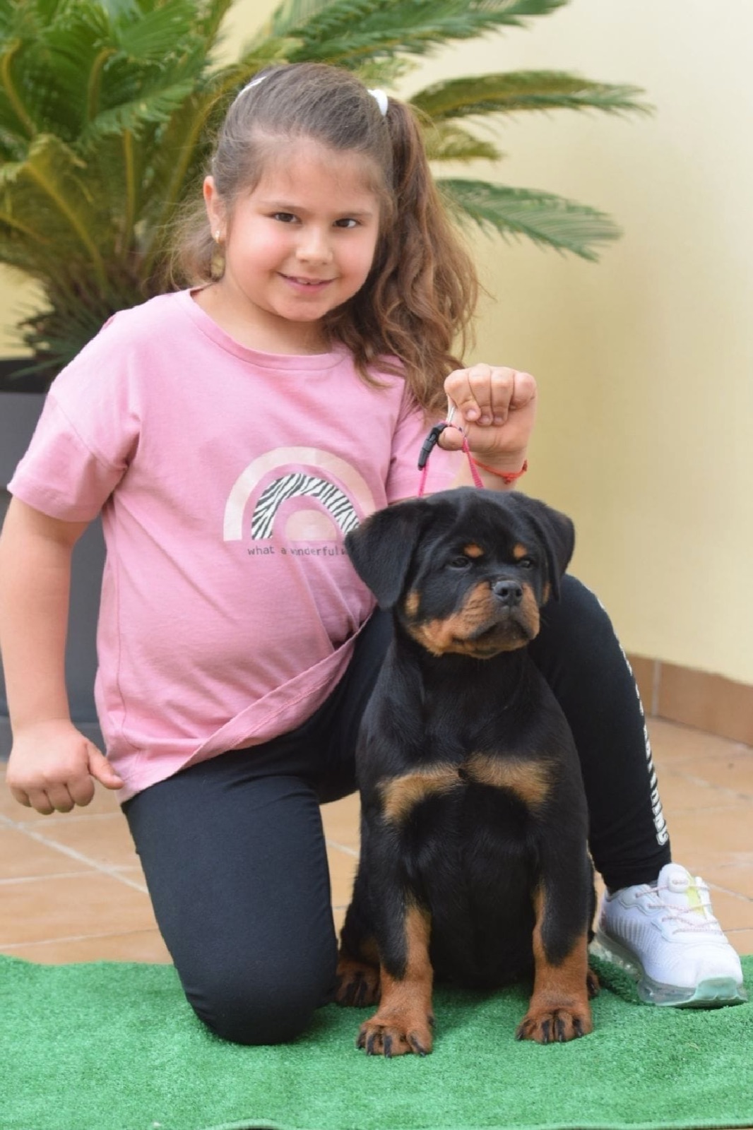 Cachorro de Rottweiler de Rottvale Kennel con una niña