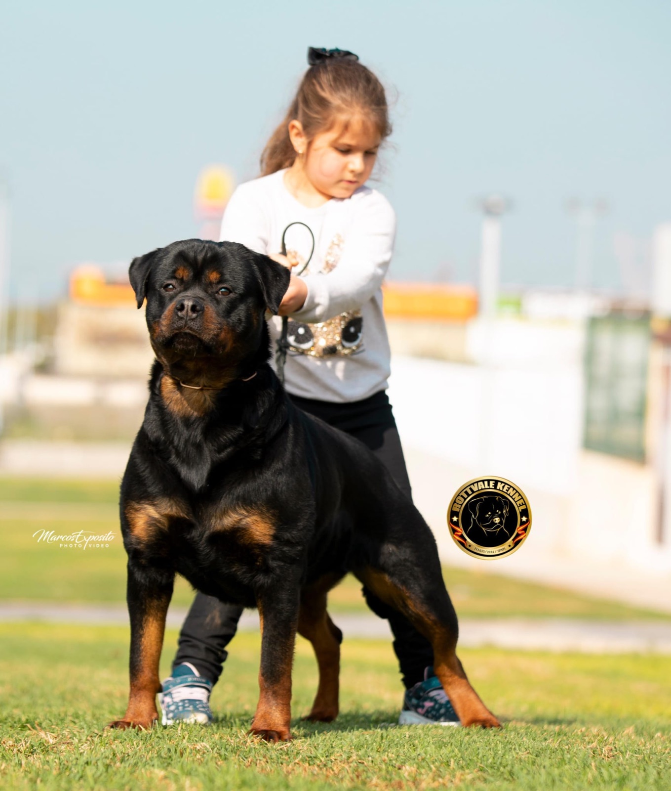 Rottweiler campeón de Rottvale Kennel en exposición
