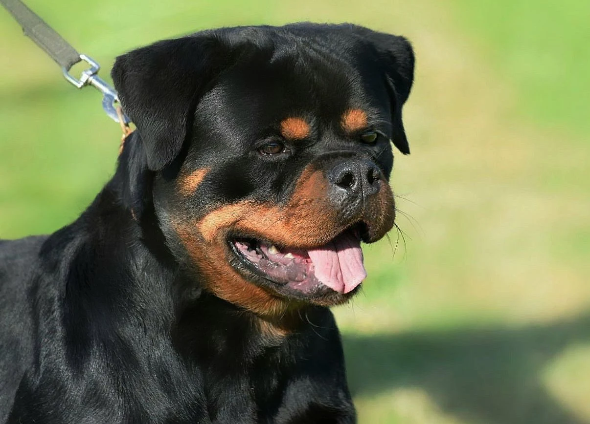 CHAMÁN DE ROTTVALE ( McGregor de Rottvale x Zara de Rottvale)