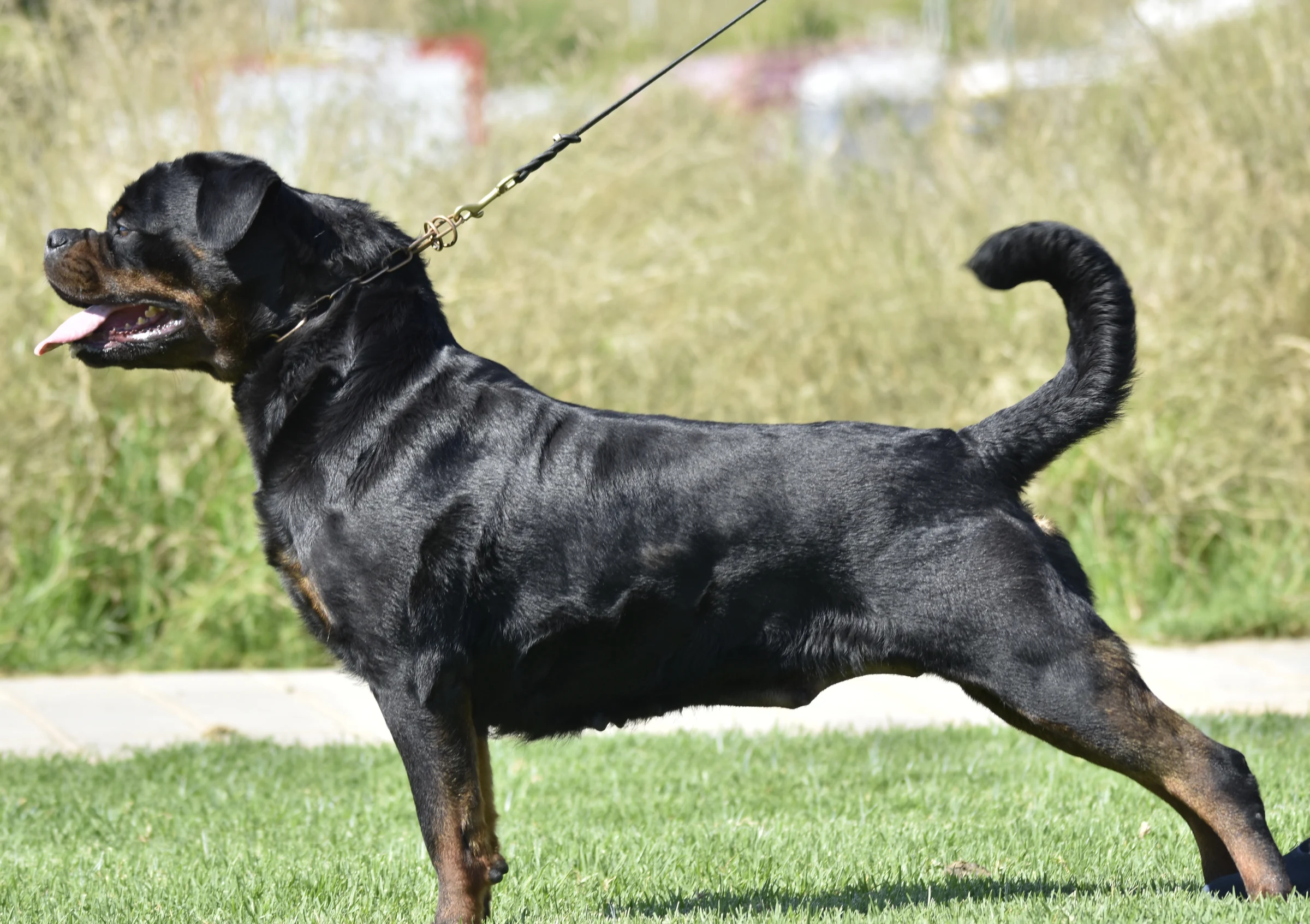 IARA D,MARTÍNEZ ( Matrix imperial warrior x Fiby de Rottmavi)