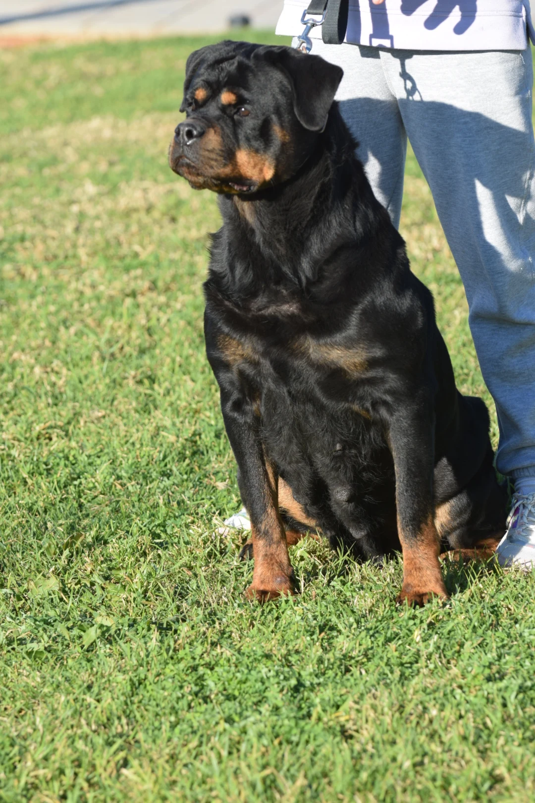 MATANUSKA DE ROTTVALE (McGregor de Rottvale x Yumara de Rottvale)
