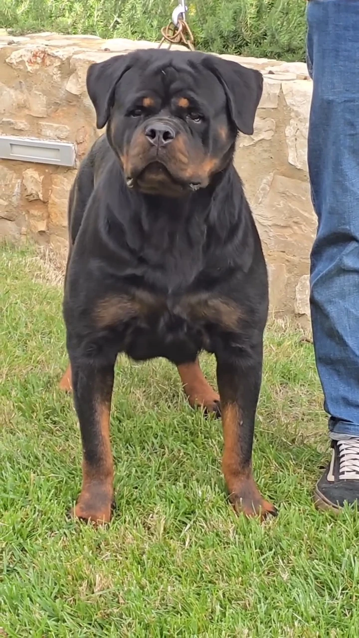 ONDA VOM BOKI'S HAUSE ( Monster Timit-Tor x Tara vom boki's hause)