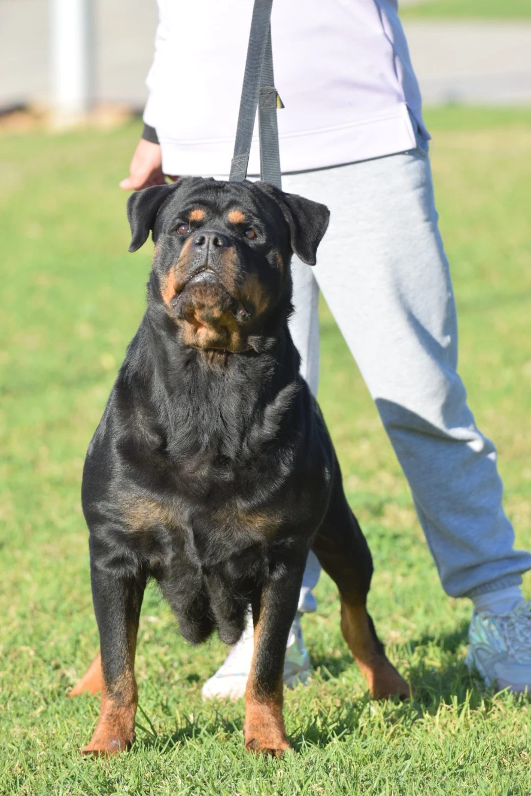 MATANUSKA DE ROTTVALE (McGregor de Rottvale x Yumara de Rottvale)