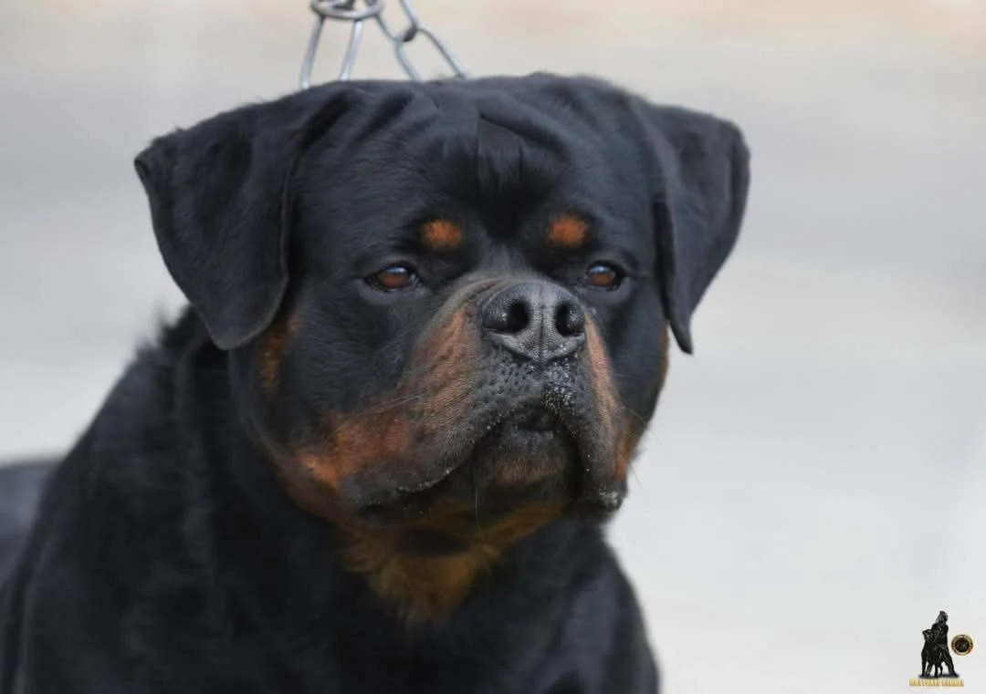 TURBO DE ROTTVALE ( Eminen vh Edelstein  x  Candy Flash Rouse)