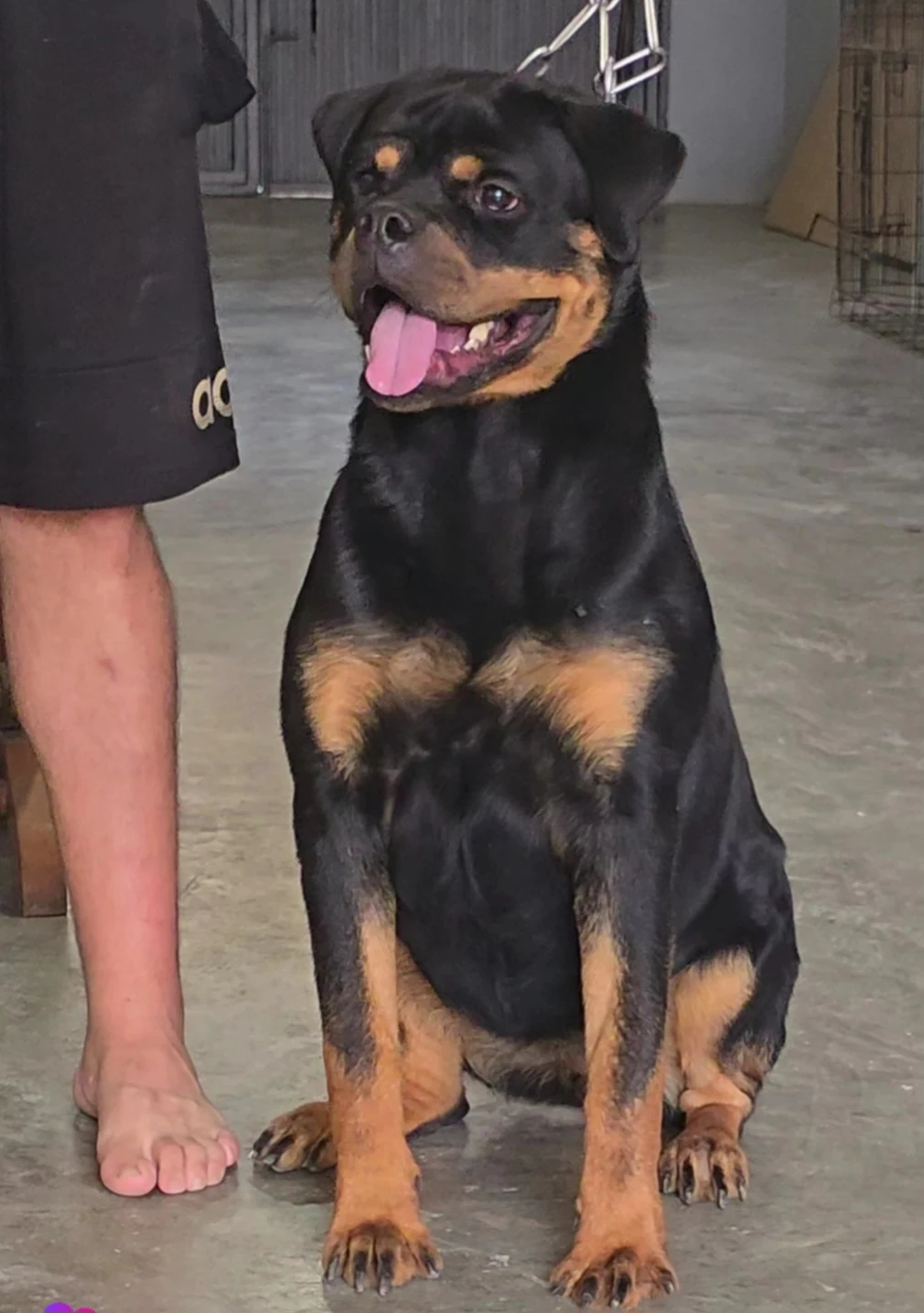 RACHEL DE ROTTVALE  (Chaman de Rottvale x Matanuska de Rottvale)