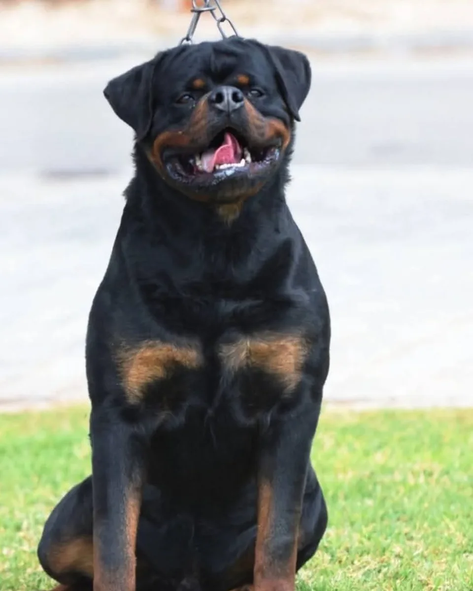 TURBO DE ROTTVALE ( Eminen vh Edelstein  x  Candy Flash Rouse)