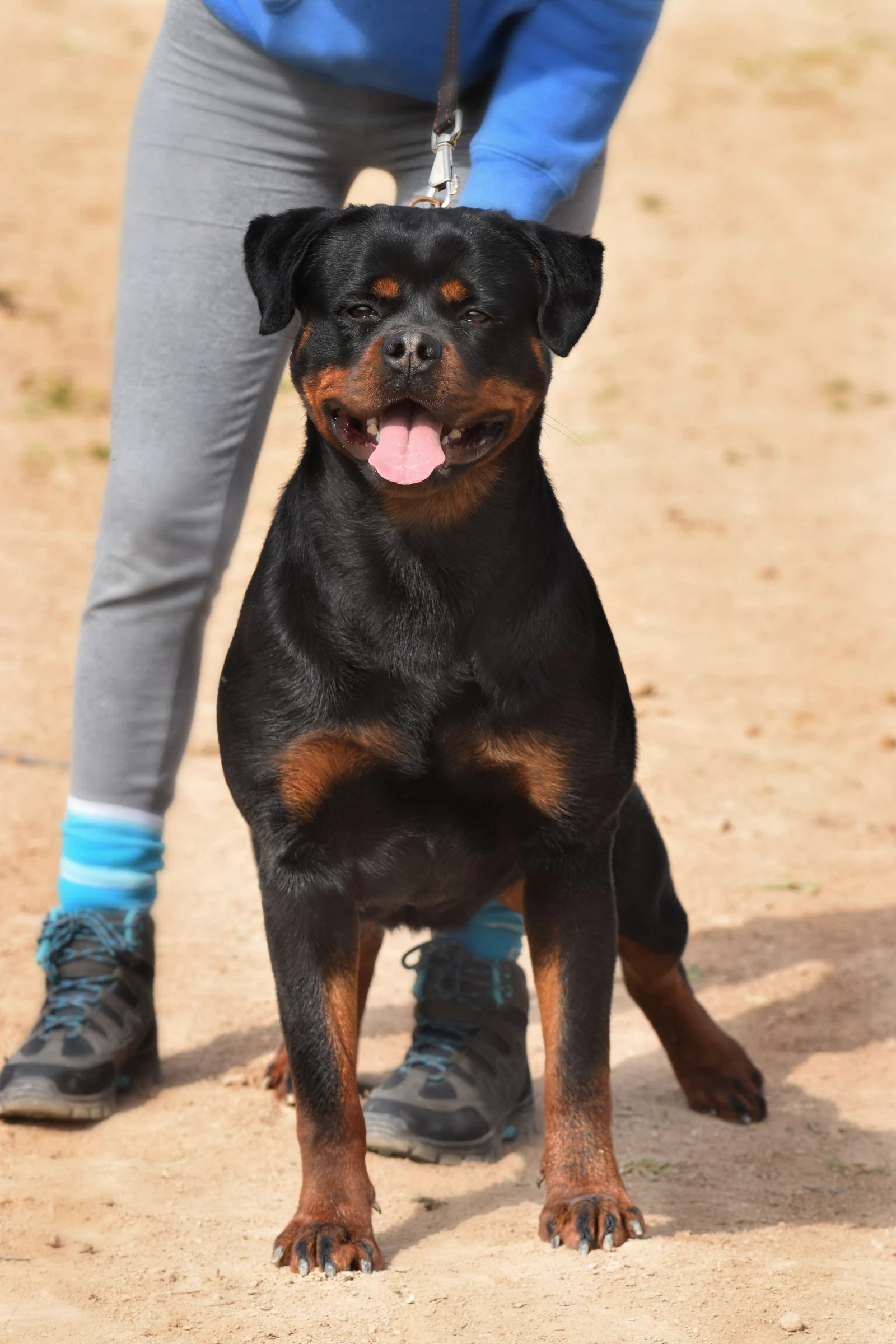 LUNA DE ROTTVALE ( Mustang fusadjo  x Hera de Rottmavi)
