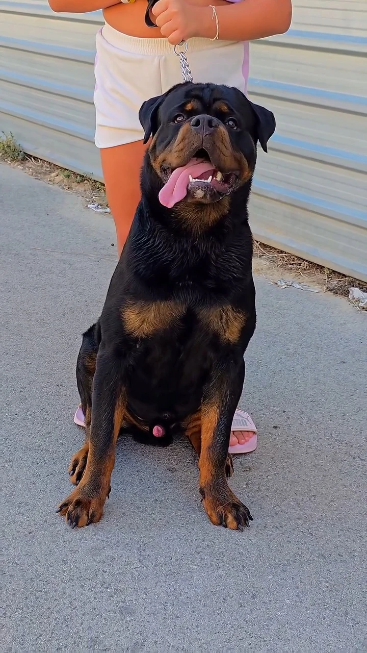 KOMODO DE ROTTVALE ( McGregor de Rottvale x Onda vom  boki's hause)