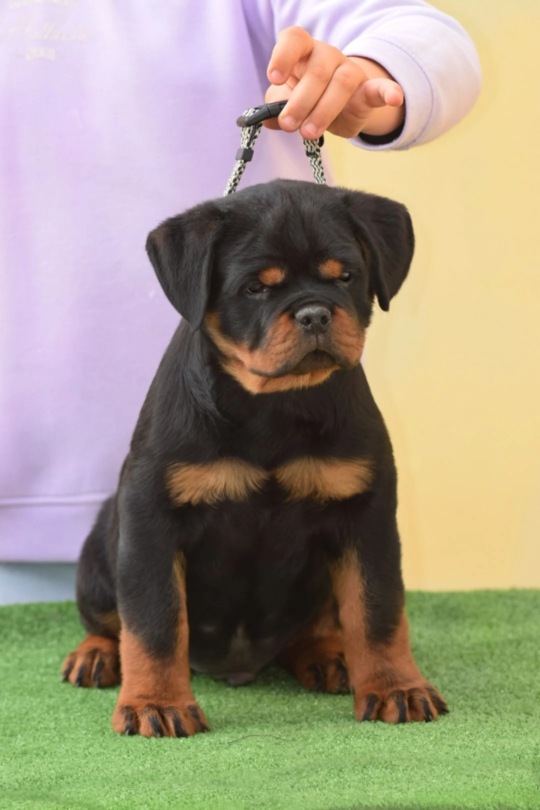 KAZAN DE ROTTVALE ( McGregor de Rottvale x Onda vom boki's hause)