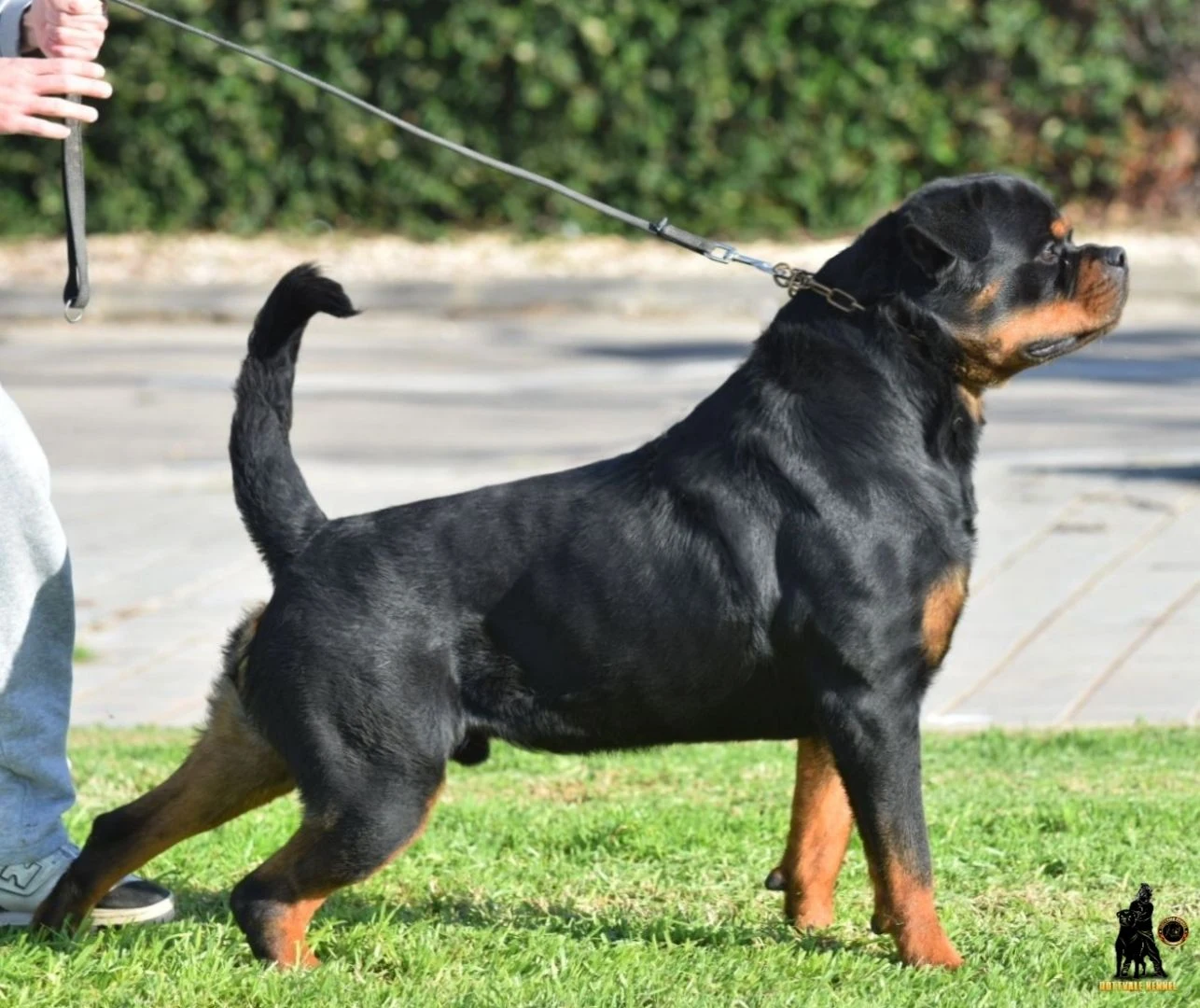 CHAMÁN DE ROTTVALE ( McGregor de Rottvale x Zara de Rottvale)