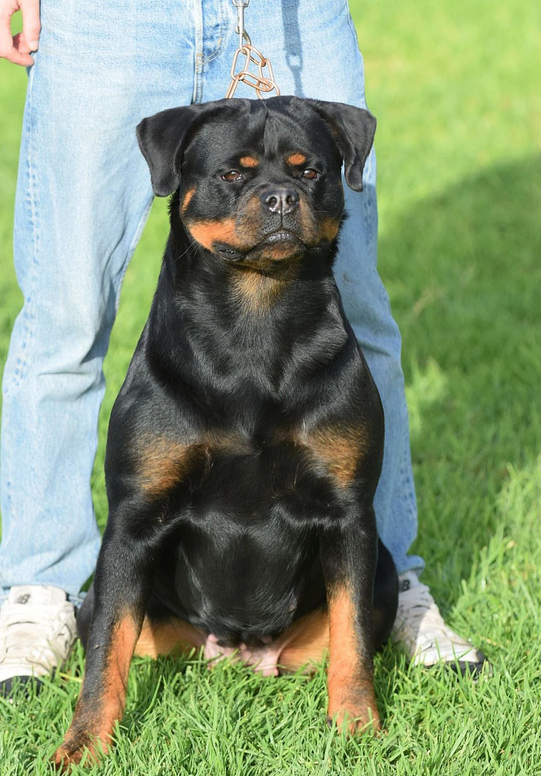 AMNESIA DE ROTTVALE  ( Turbo de Rottvale  x Yumara de Rottvale)