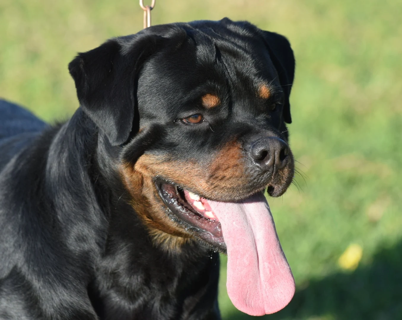 KAISER DE ROTTVALE (Turbo de Rottvale x Frozen de Rottvale)
