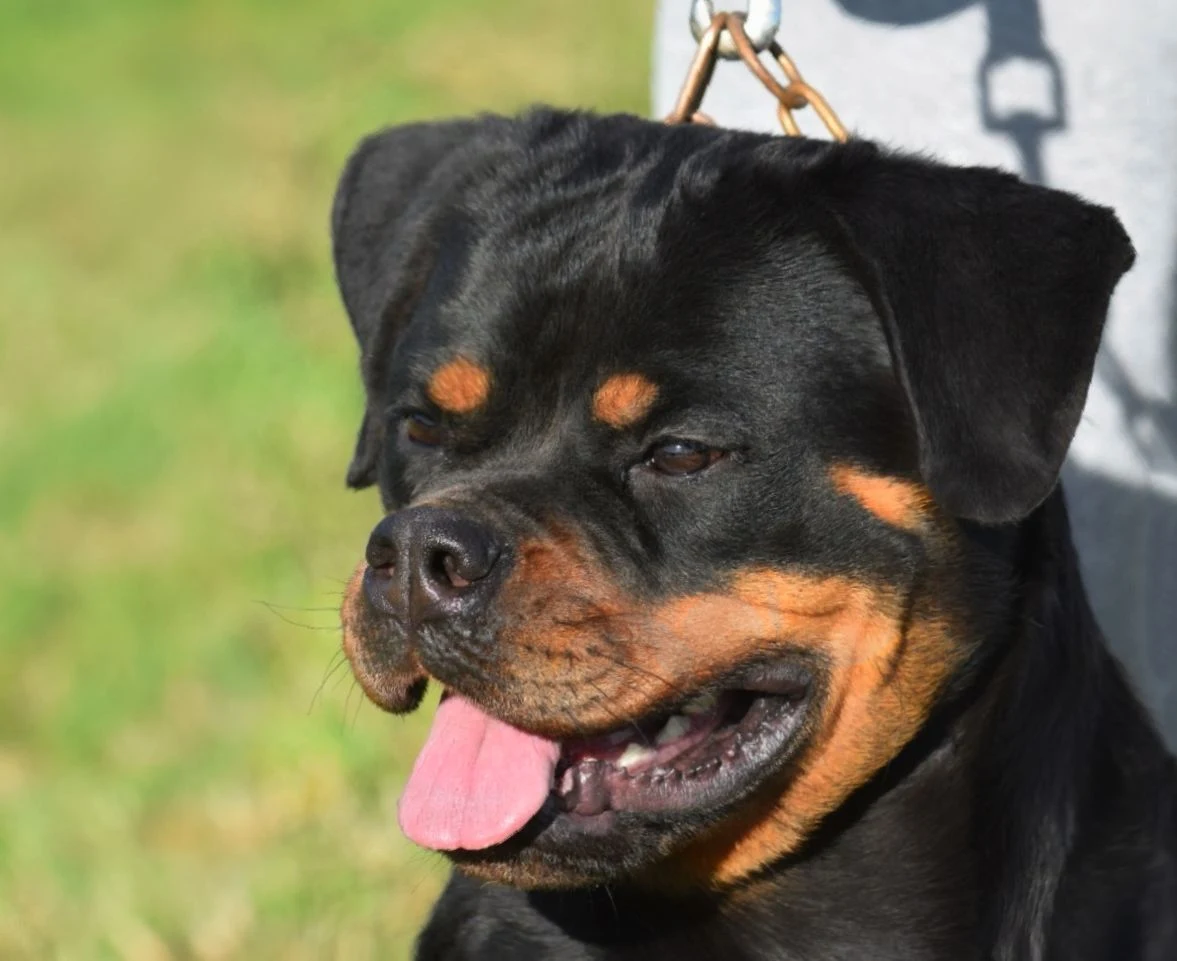 OZUNA DE ROTTVALE ( Turbo de Rottvale x Zara de Rottvale)
