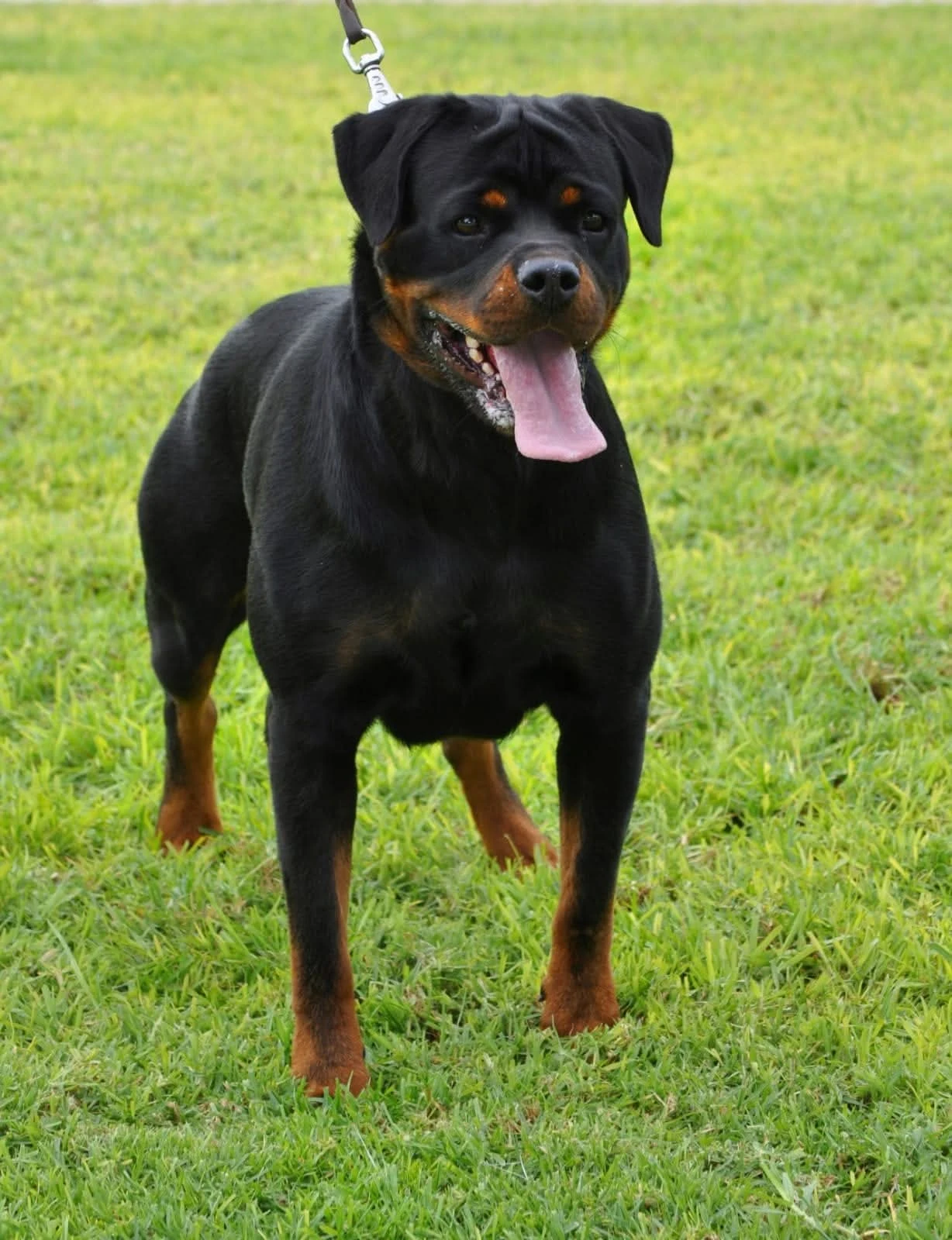 OXANA DE ROTTMAVI (Lex vh Edelstein x Vesna de vankuba)