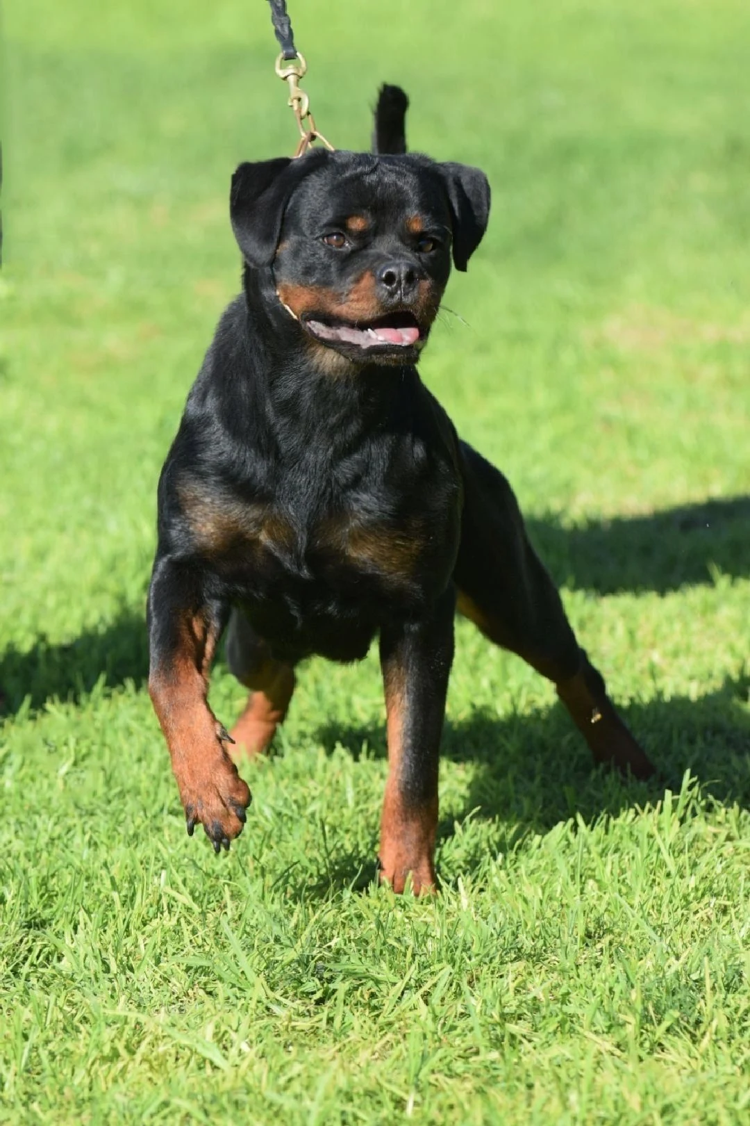 ZARA DE ROTTVALE (Remo Timit-tor X Candy Flash Rouse)