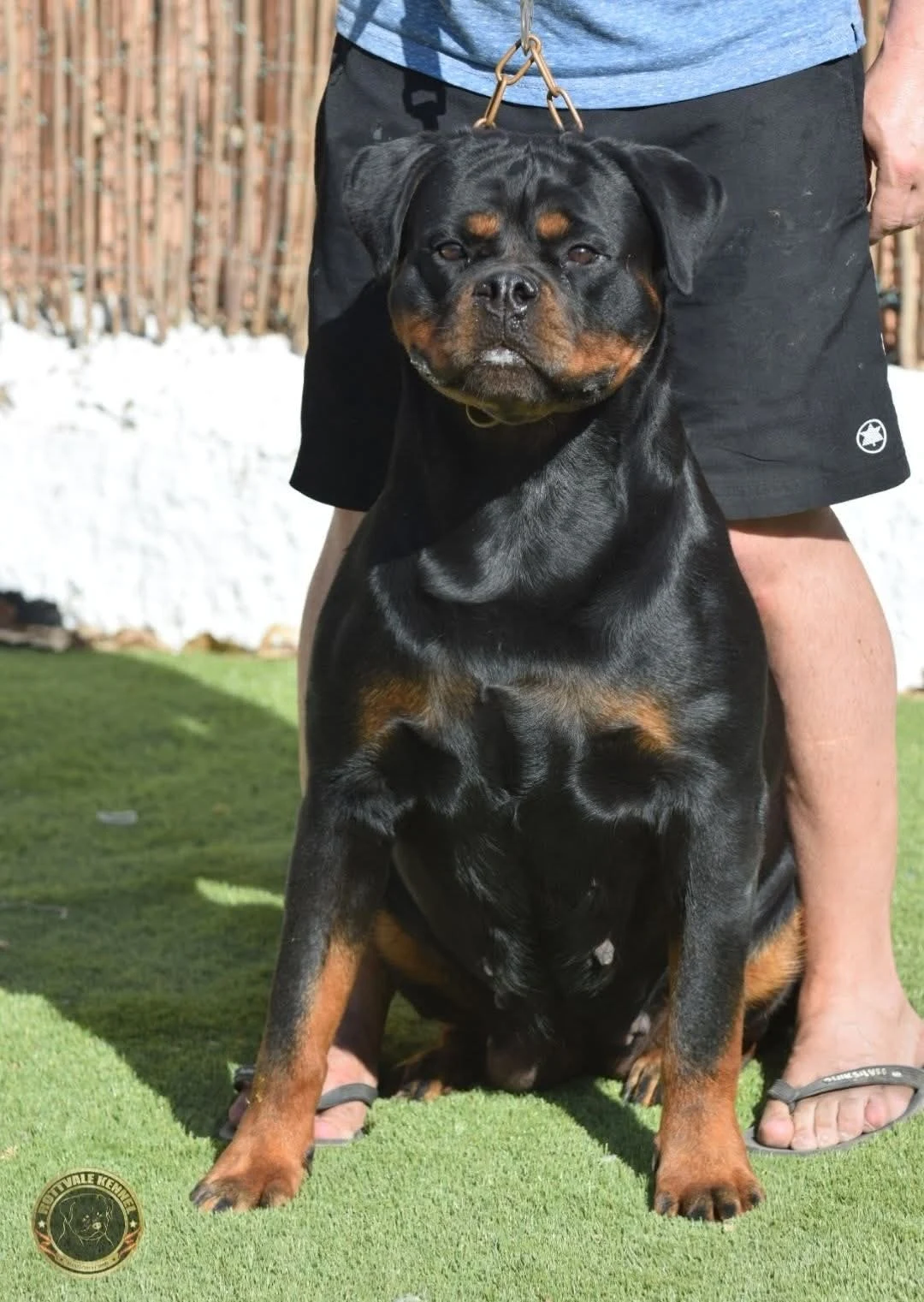 FROZEN DE ROTTVALE (Kamaro Flash Rouse x Oxana de Rottmavi)