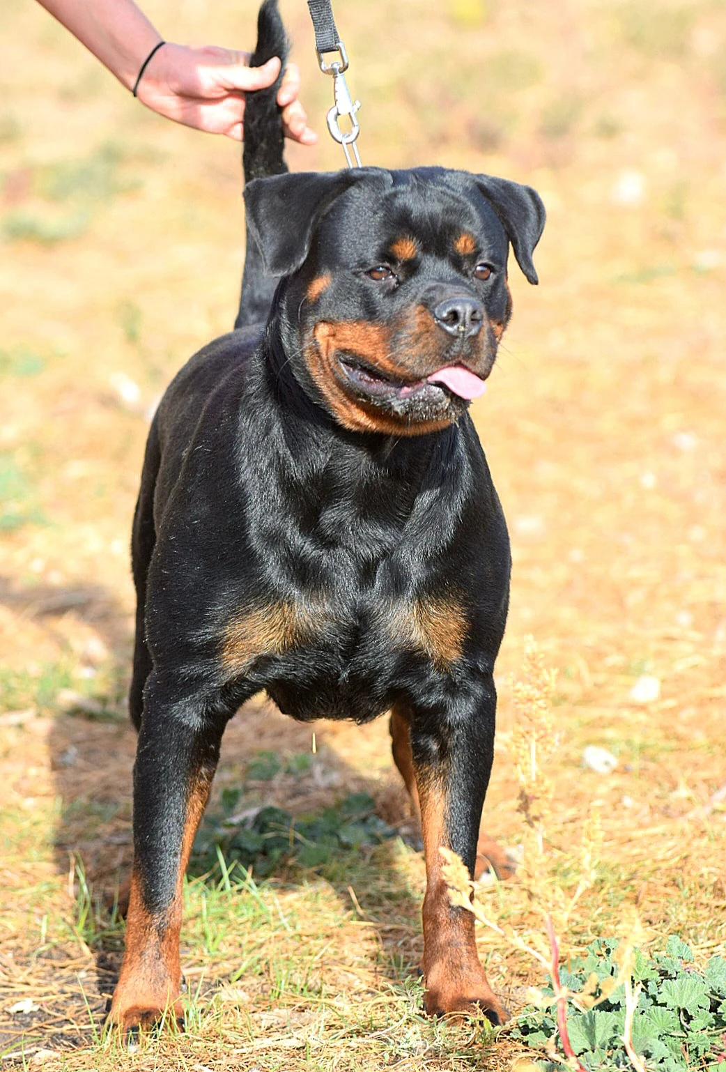 INKA DE ROTTVALE (Sheriff de Rottvale x Luna de Rottvale)