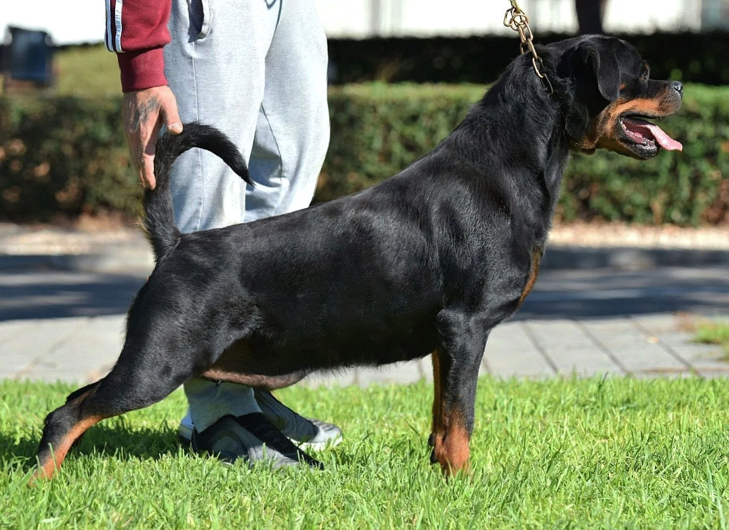 CANDY FLASH ROUSE ( Michael Corleone v.h Leroy x M,Paris del Cerro de la Gloria)