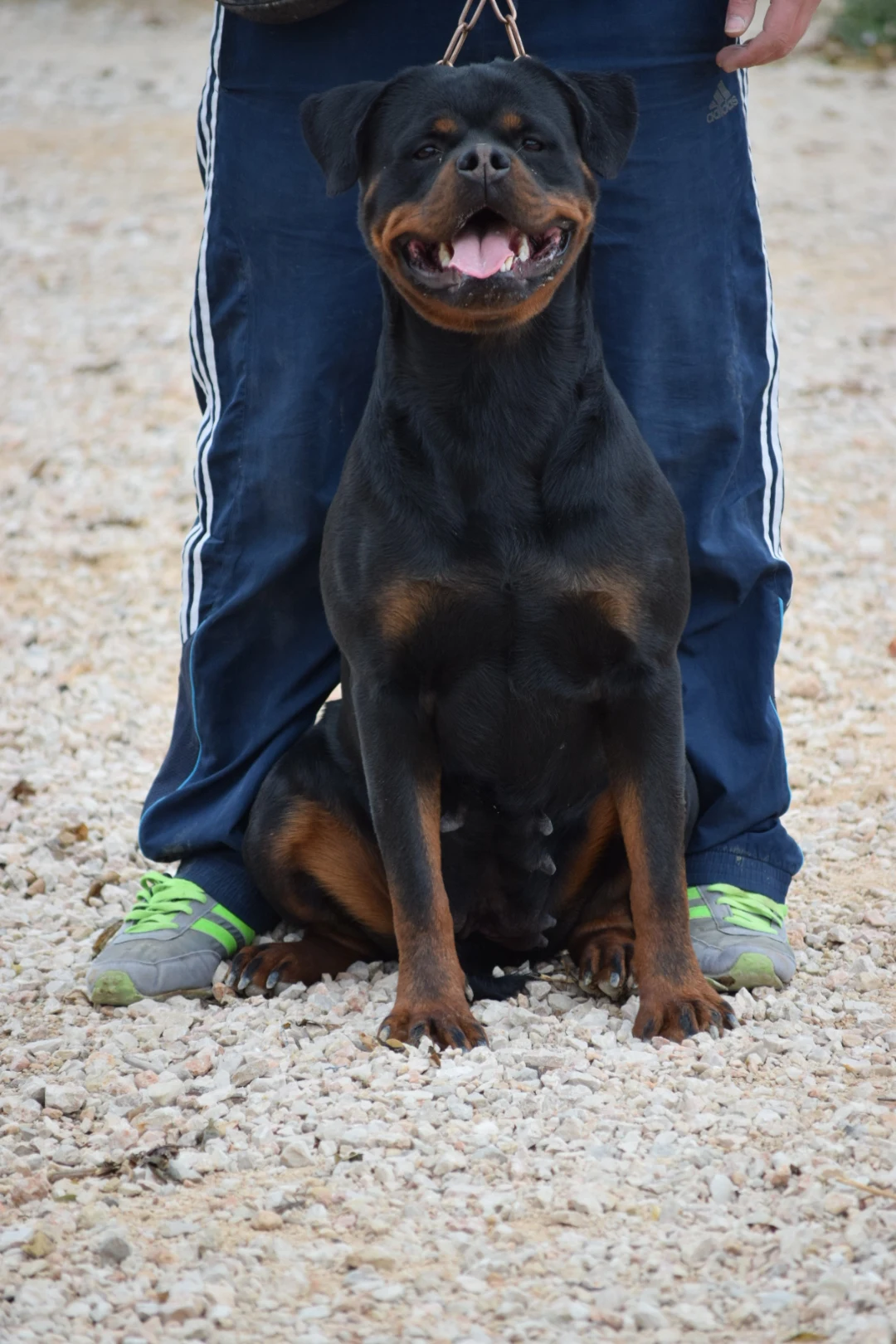 WAYRA DE ROTTVALE  (Turbo de Rottvale x Luna de Rottvale)