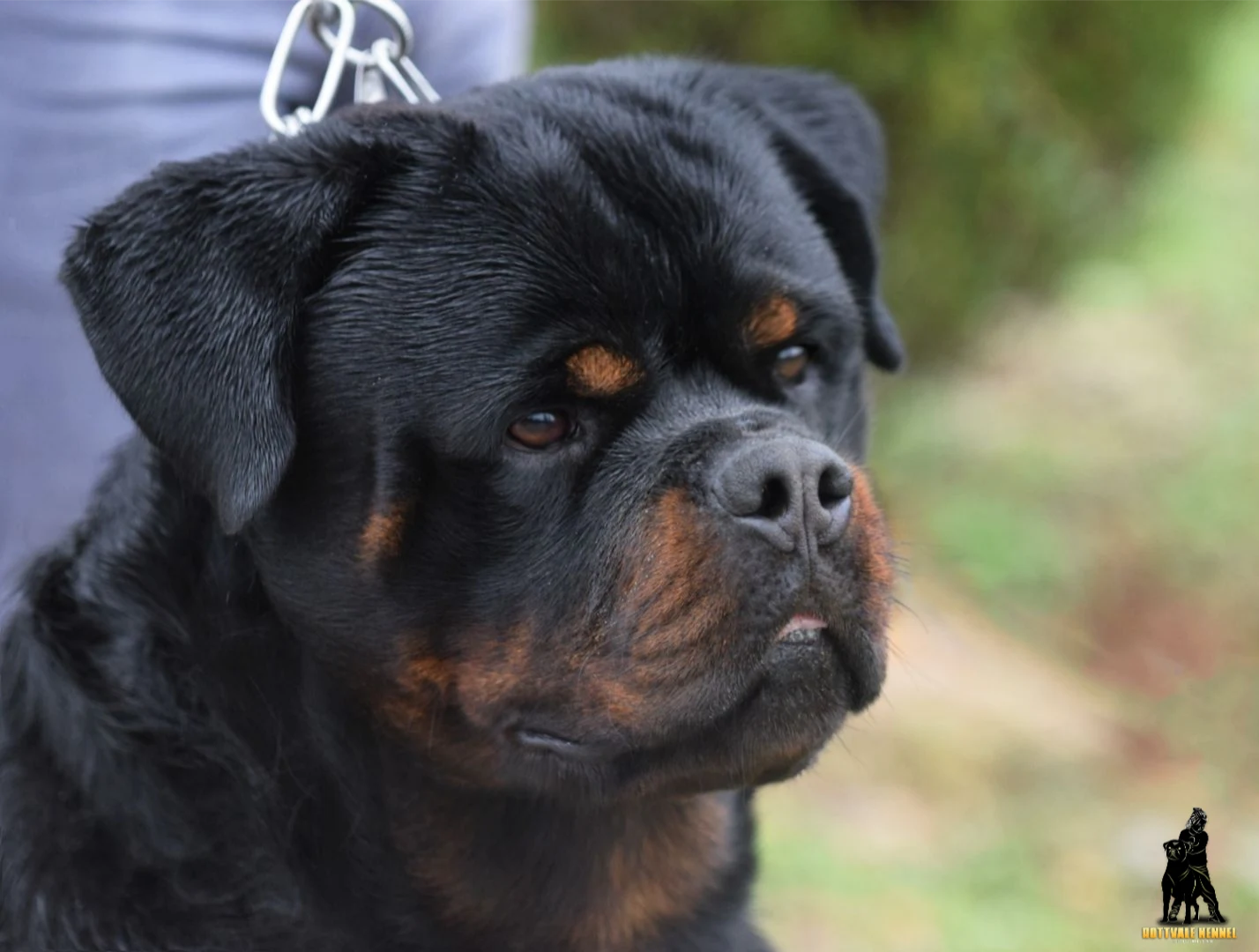 BRUTUS DE ROTTVALE (McGregor de Rottvale x Luna de Rottvale)