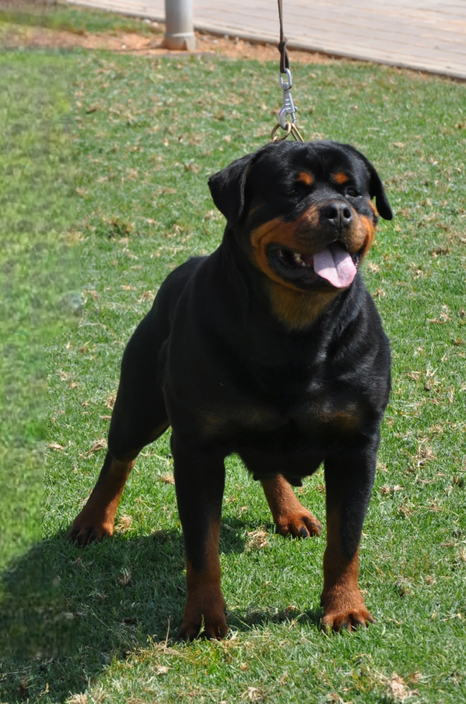 HERA DE ROTTMAVI  ( Oslo de vankuba x Vesna de vankuba)