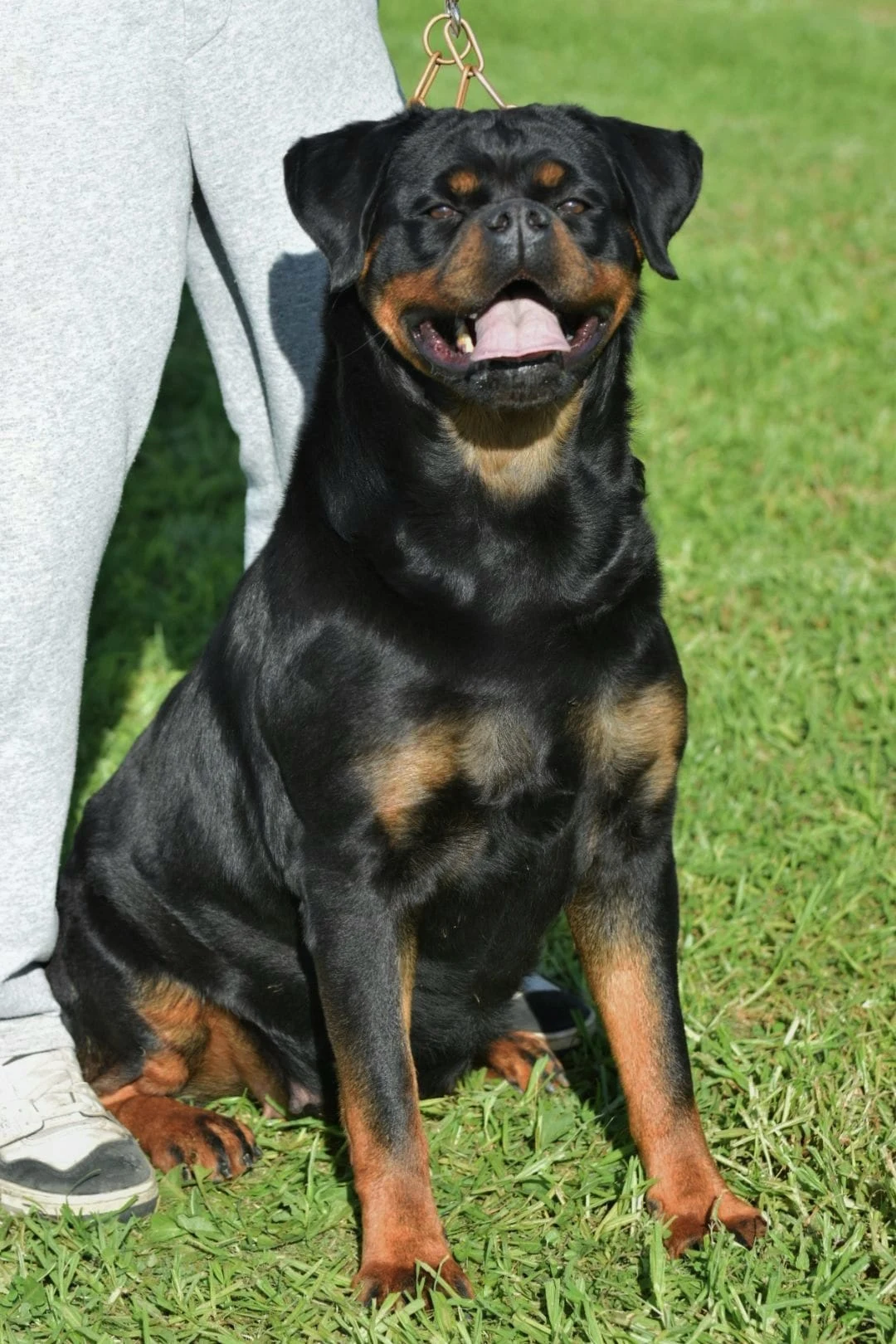 OLYMPIA DE ROTTVALE  ( Turbo de Rottvale x Zara de Rottvale)