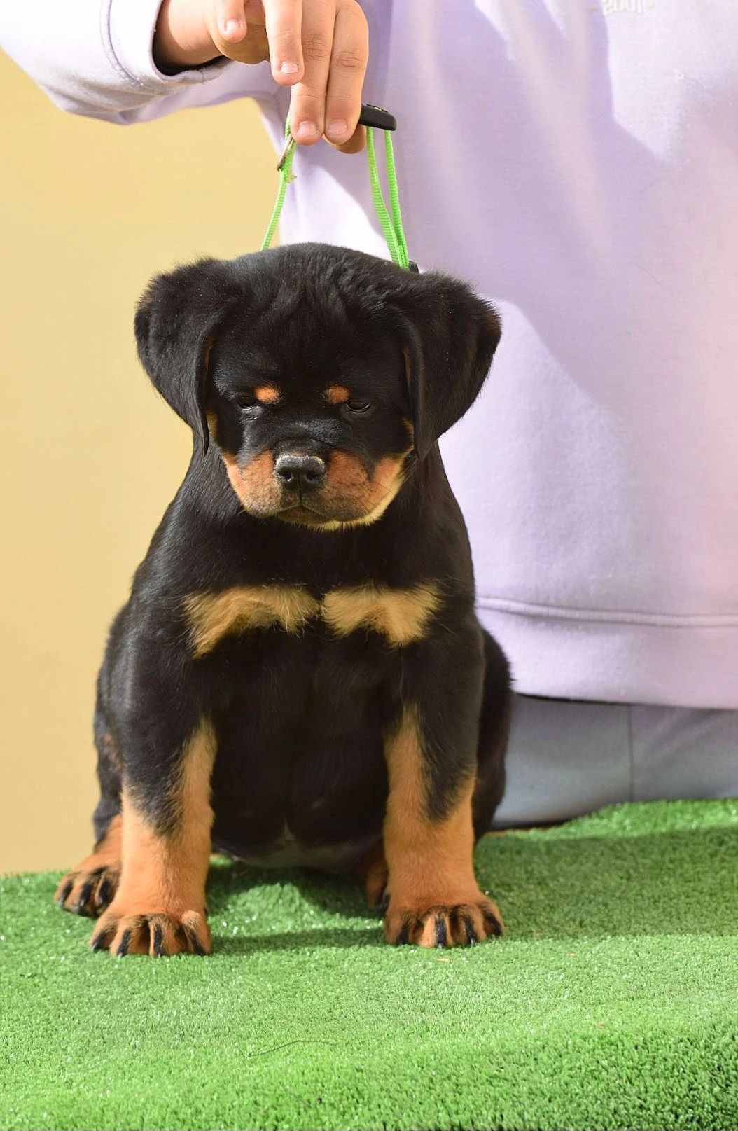 LEYRA DE ROTTVALE ( Turbo de Rottvale x Matanuska de Rottvale)