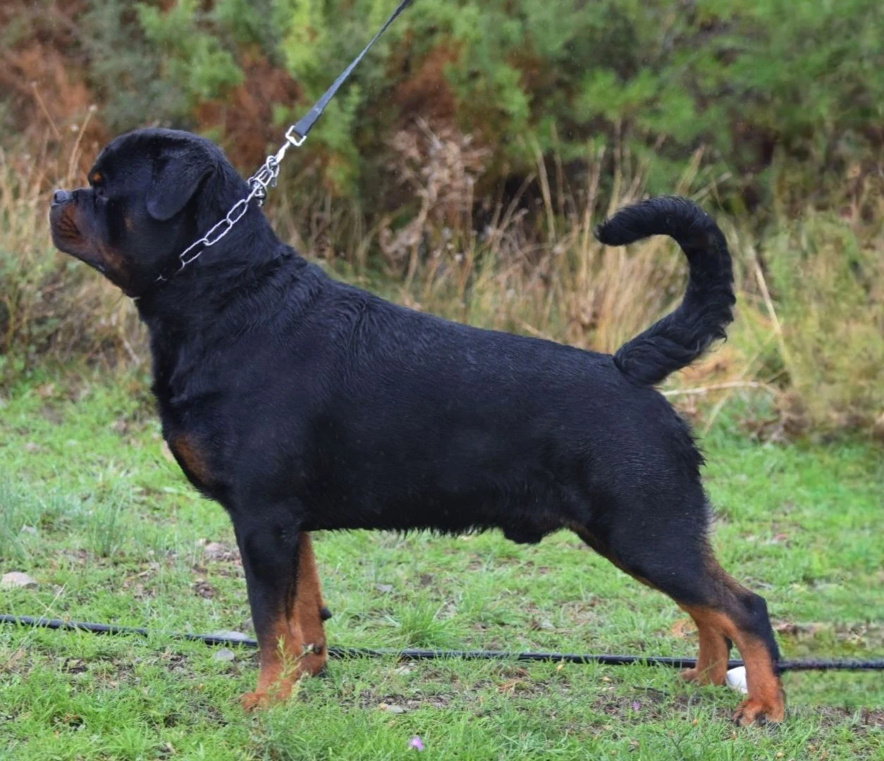 BRUTUS DE ROTTVALE (McGregor de Rottvale x Luna de Rottvale)