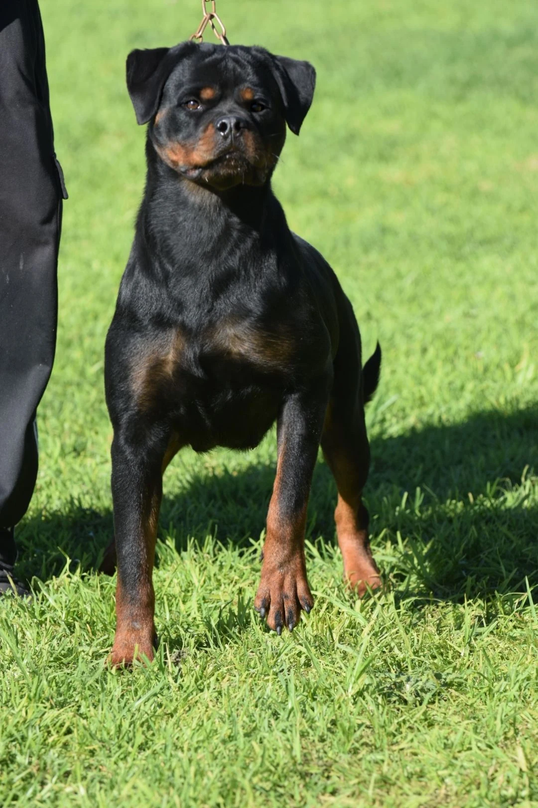 ZARA DE ROTTVALE (Remo Timit-tor X Candy Flash Rouse)