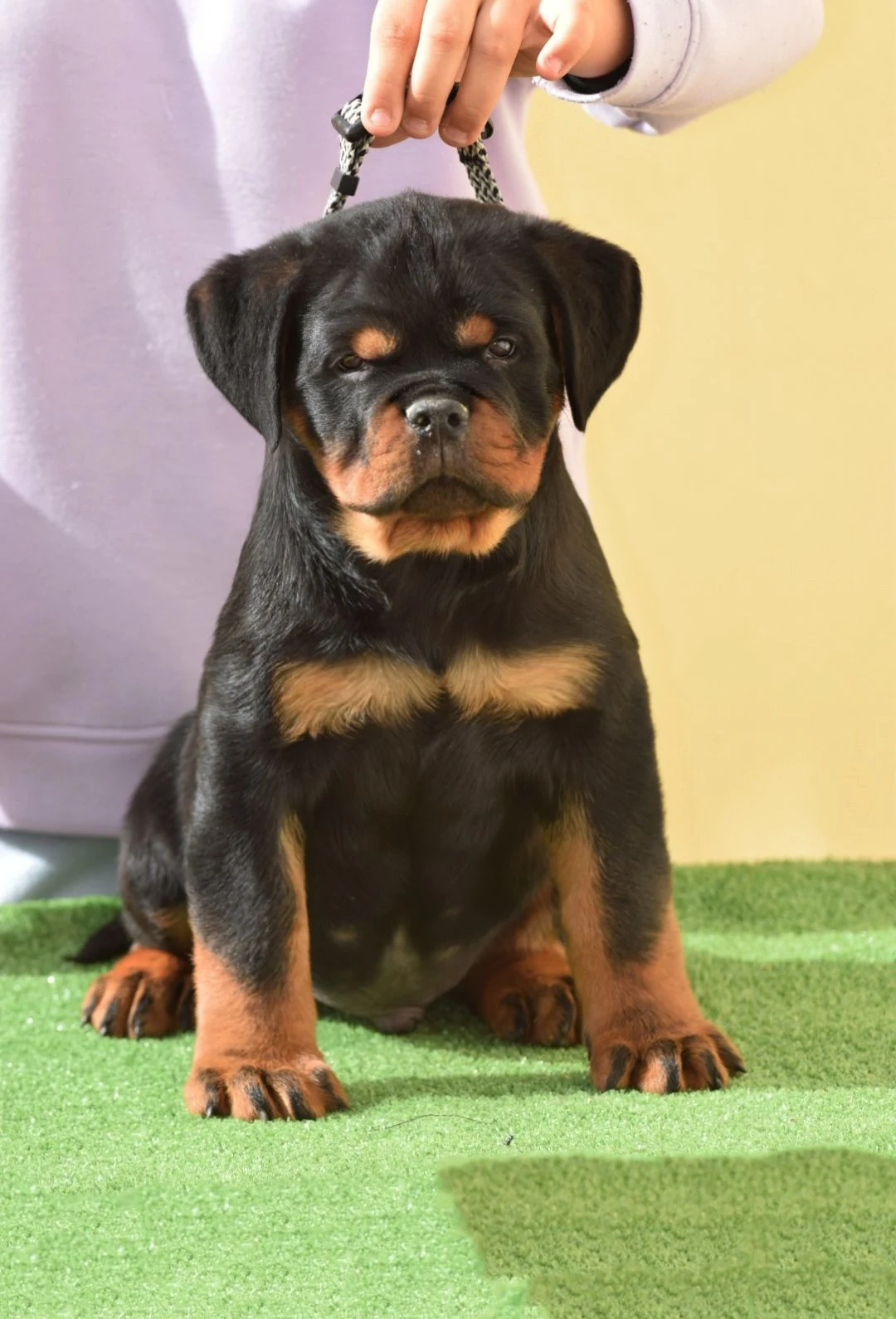 KAZAN DE ROTTVALE ( McGregor de Rottvale x Onda vom boki's hause)