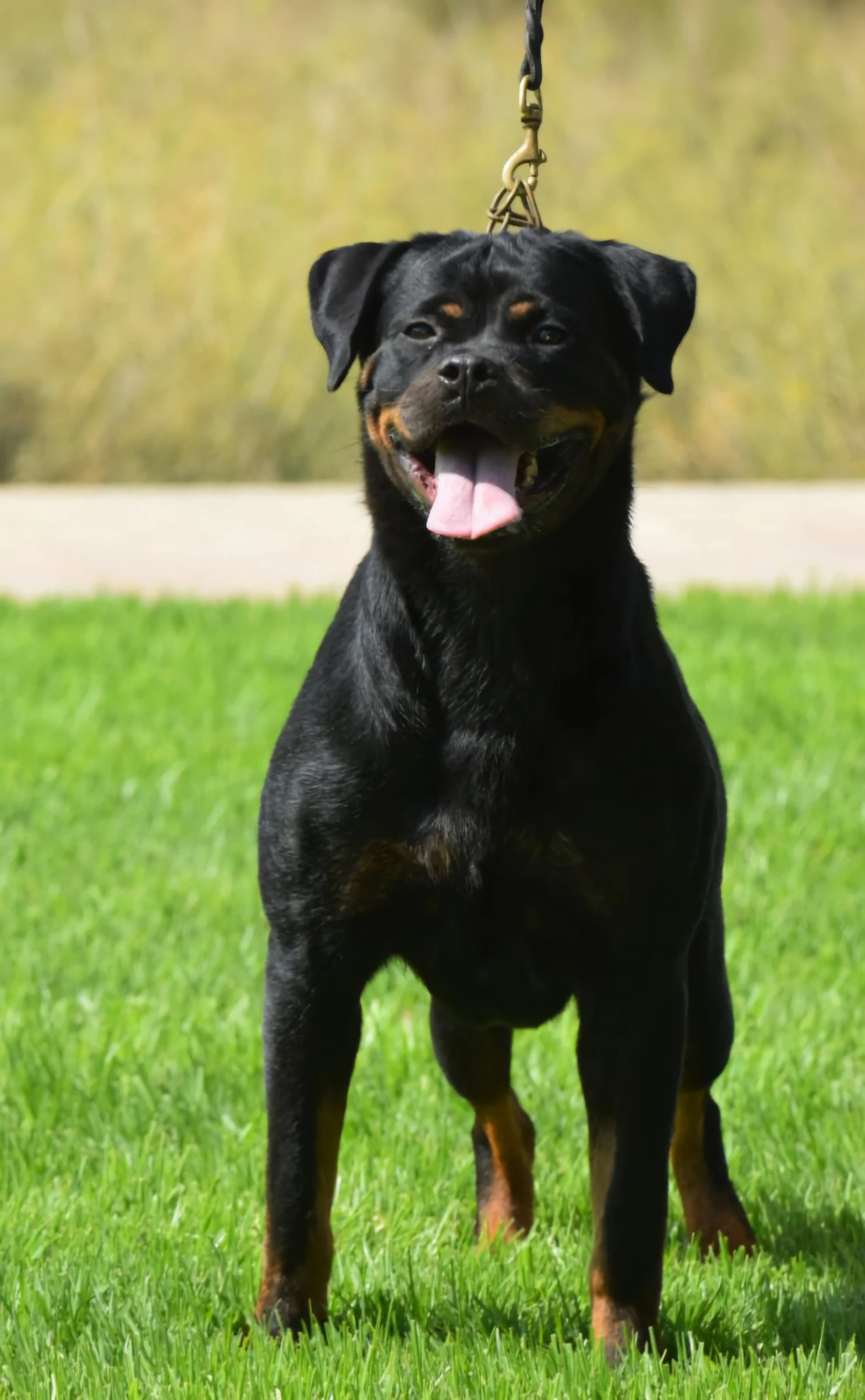 ELEKTRA DE ROTTVALE ( Virtus from Royal Breed x Oxana de Rottmavi)