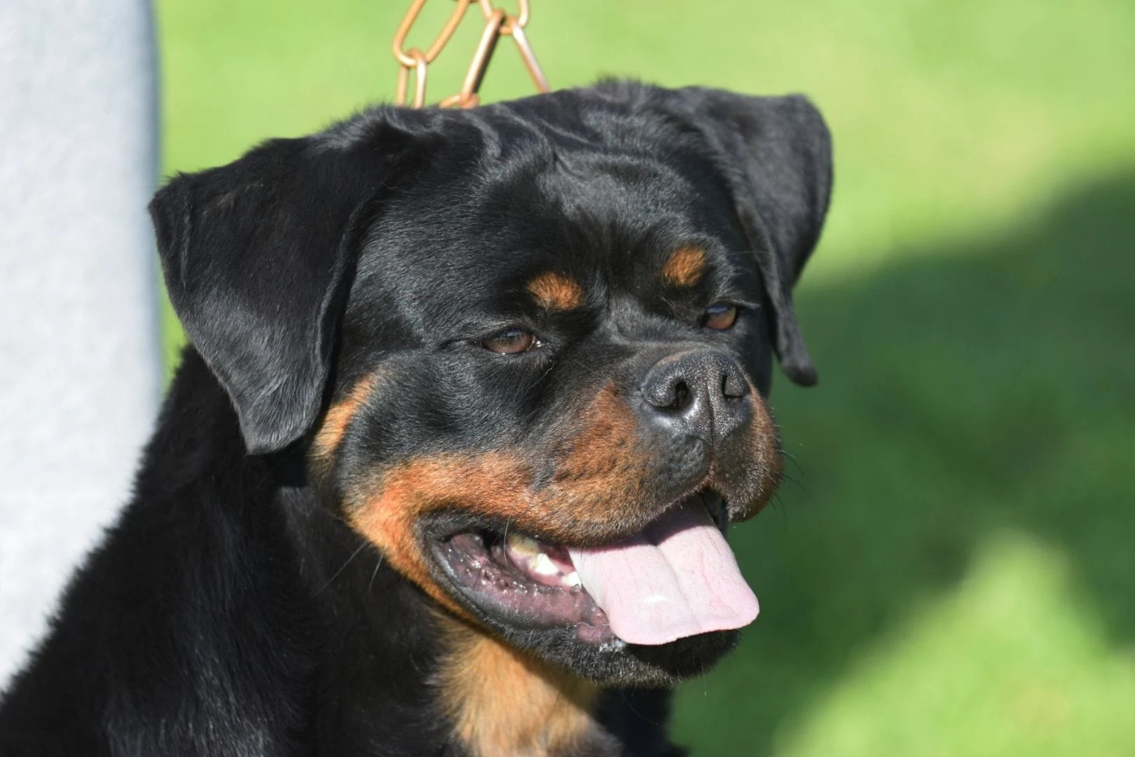 OLYMPIA DE ROTTVALE  ( Turbo de Rottvale x Zara de Rottvale)