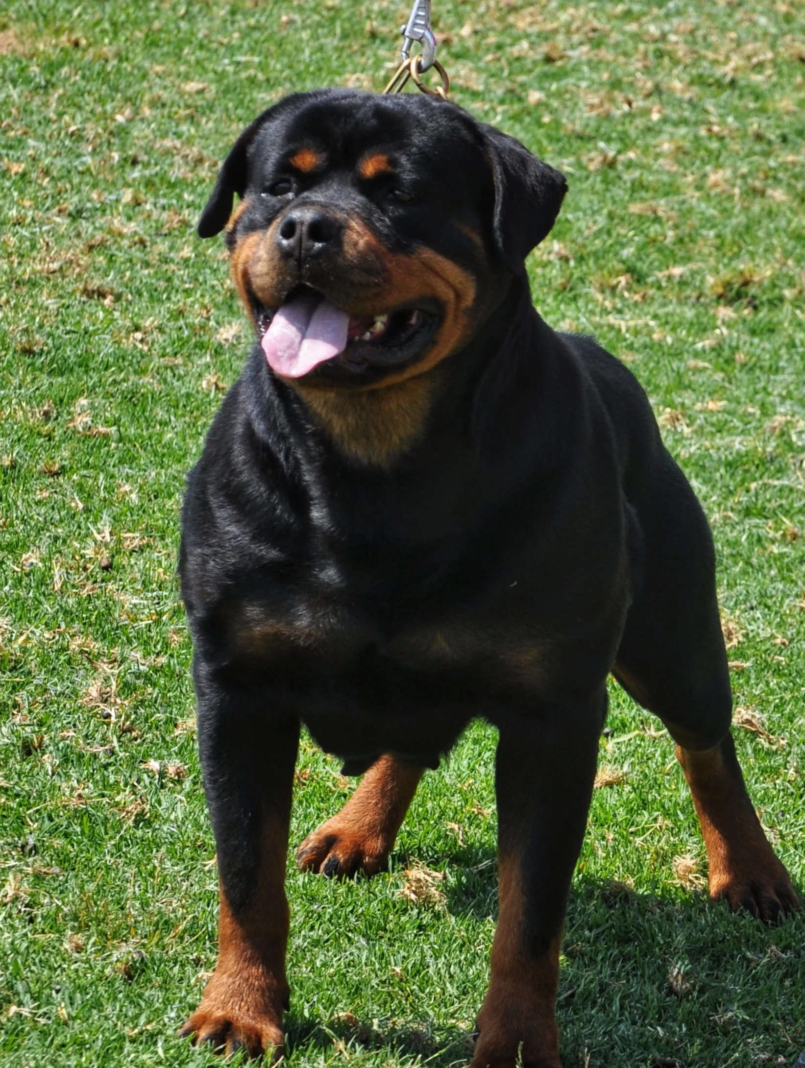 HERA DE ROTTMAVI  ( Oslo de vankuba x Vesna de vankuba)