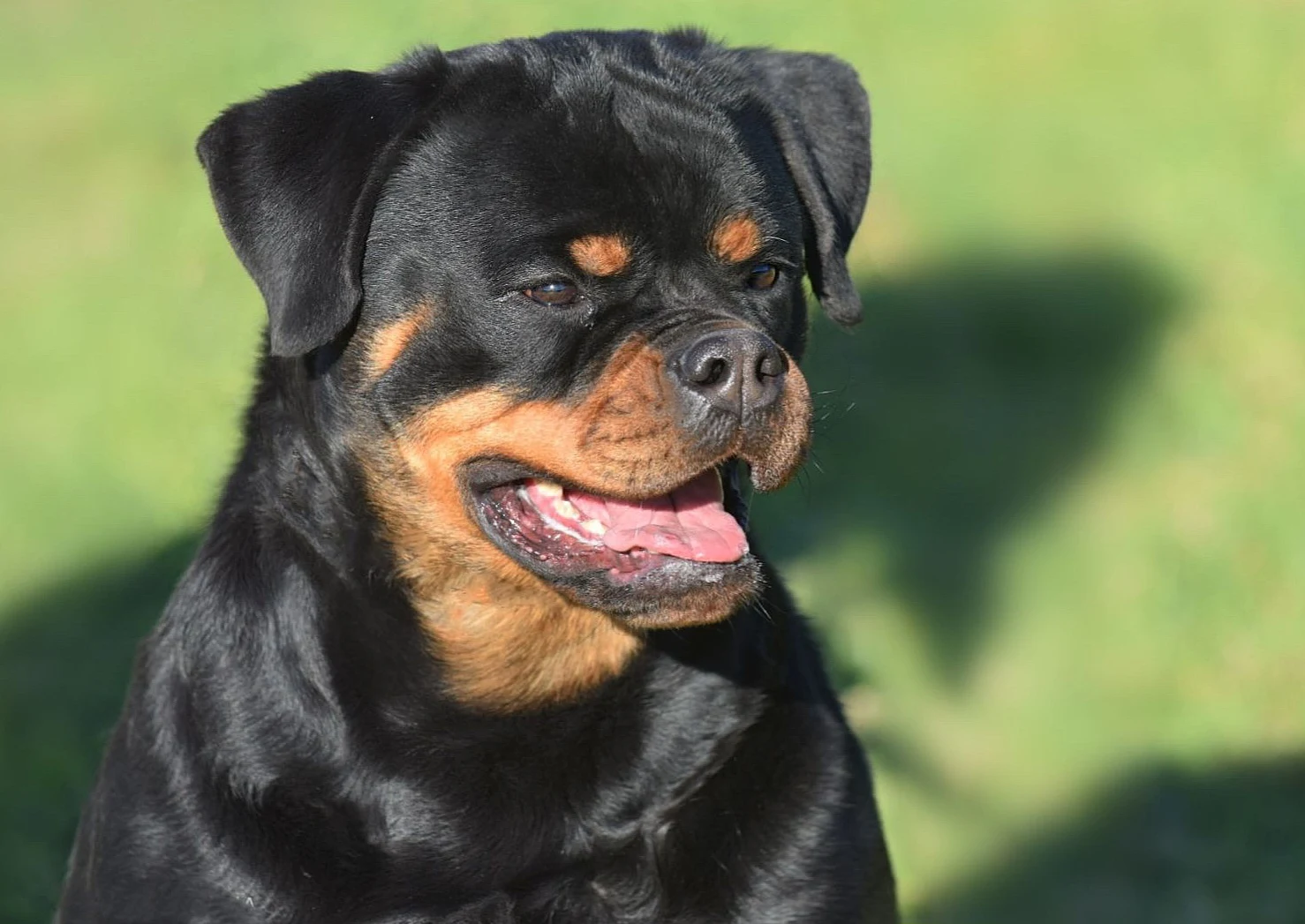 OZUNA DE ROTTVALE ( Turbo de Rottvale x Zara de Rottvale)