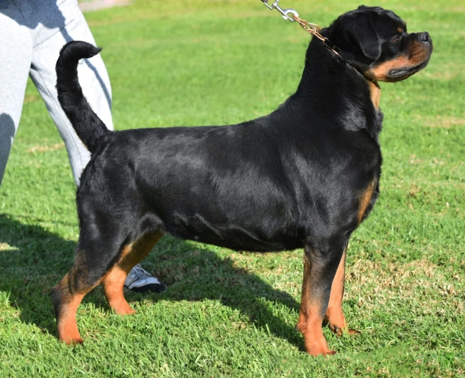 OLYMPIA DE ROTTVALE  ( Turbo de Rottvale x Zara de Rottvale)