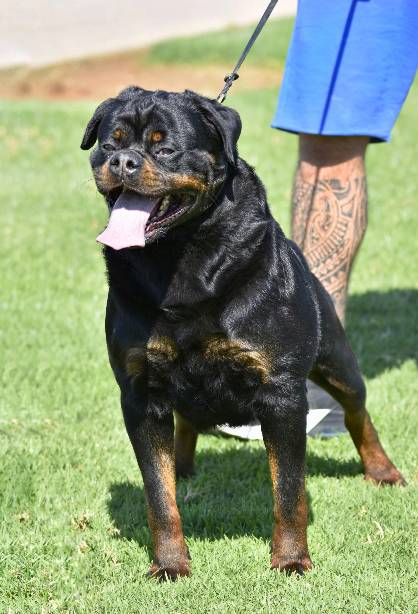 IARA D,MARTÍNEZ ( Matrix imperial warrior x Fiby de Rottmavi)