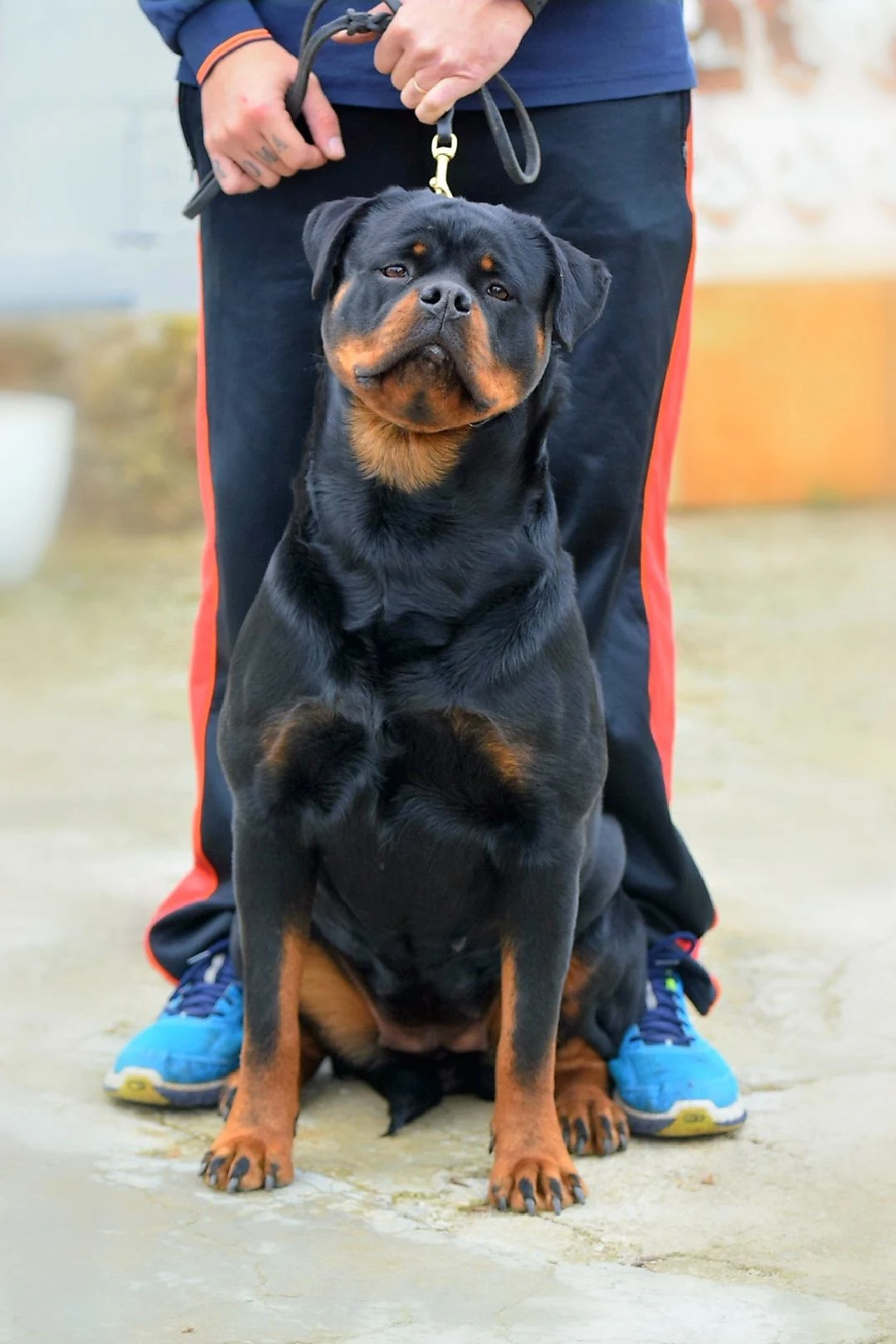 WANDA DE ROTTVALE (Quad Flash Rouse x Ira de Rottvale)