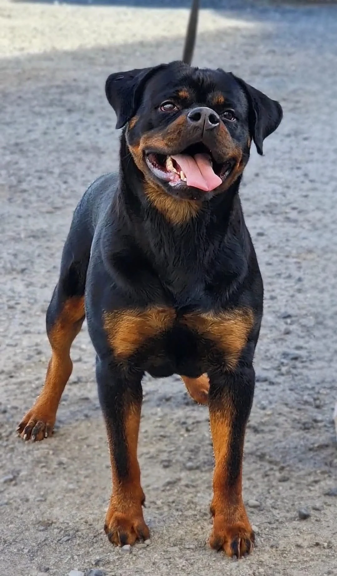 TOKIO DE ROTTVALE  ( Quino de Rottvale x Queen de Rottvale)