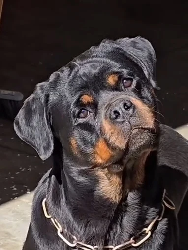 NAIROBI DE ROTTVALE ( Turbo de Rottvale x Mamba negra de Rottvale)
