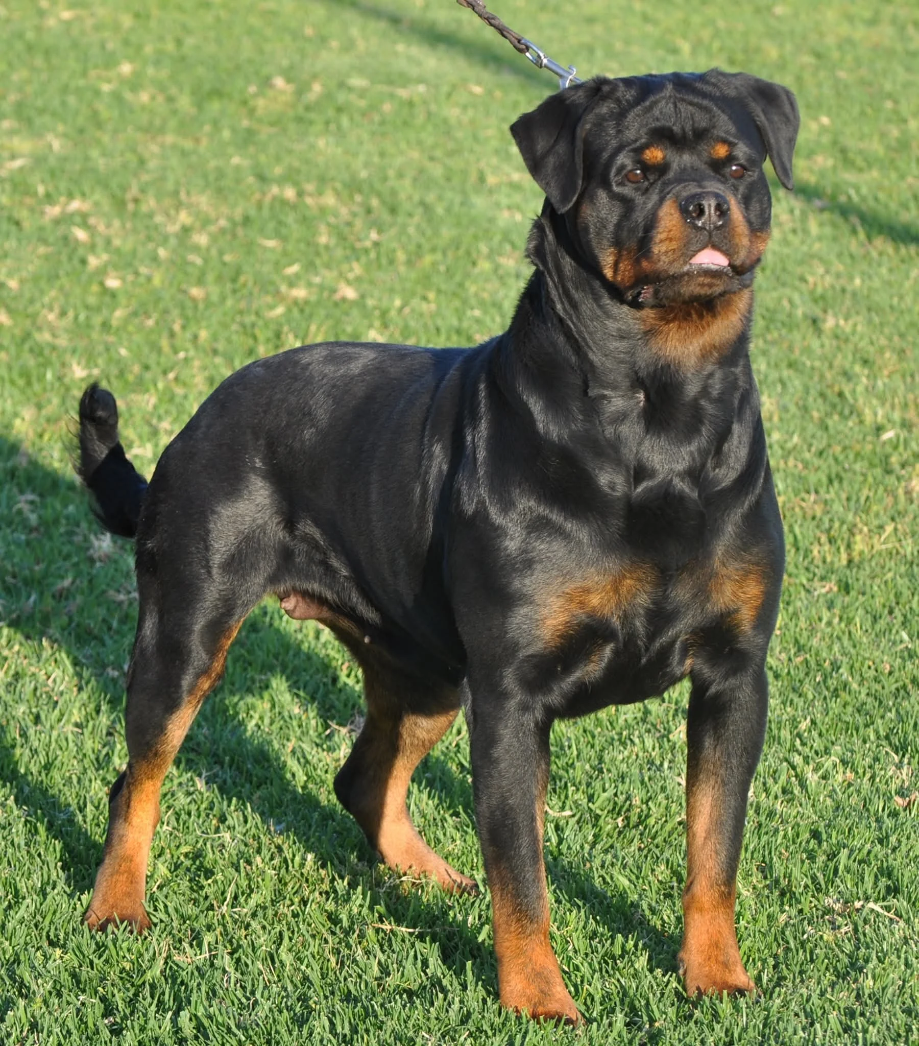 OXANA DE ROTTMAVI (Lex vh Edelstein x Vesna de vankuba)