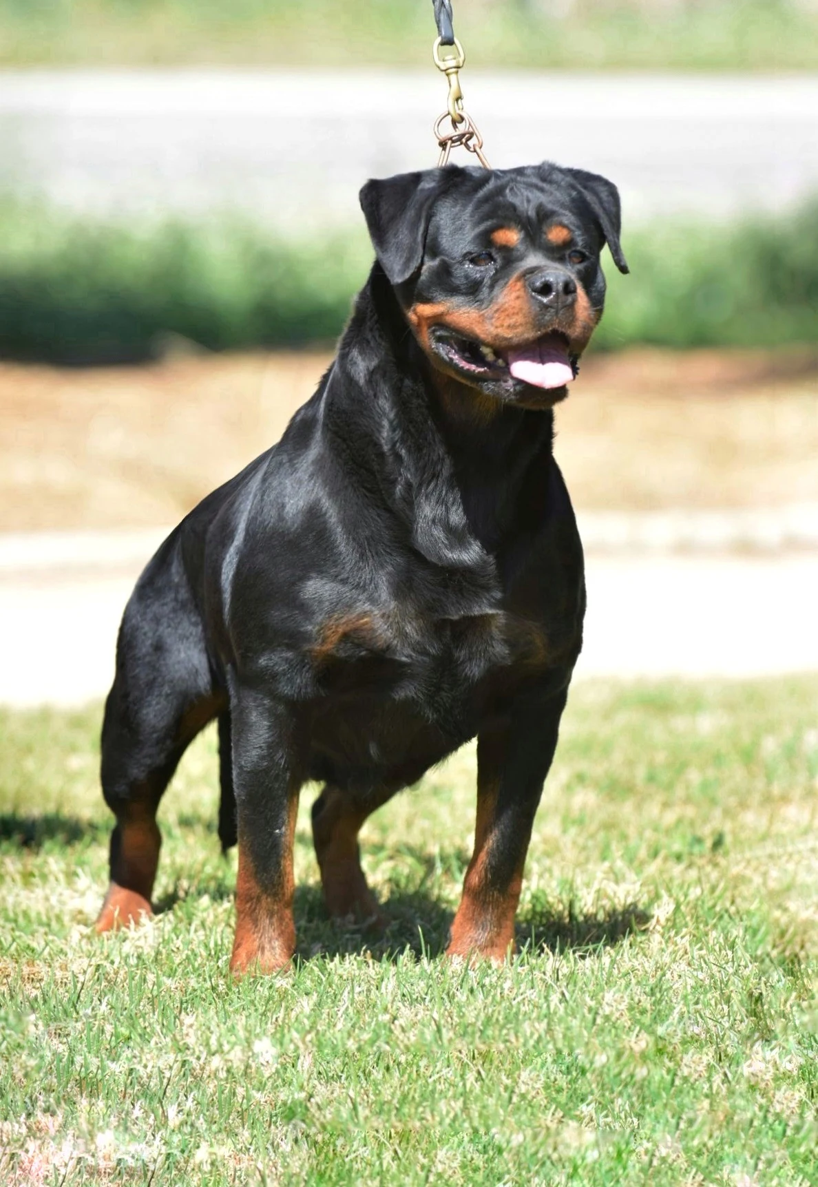 FROZEN DE ROTTVALE (Kamaro Flash Rouse x Oxana de Rottmavi)