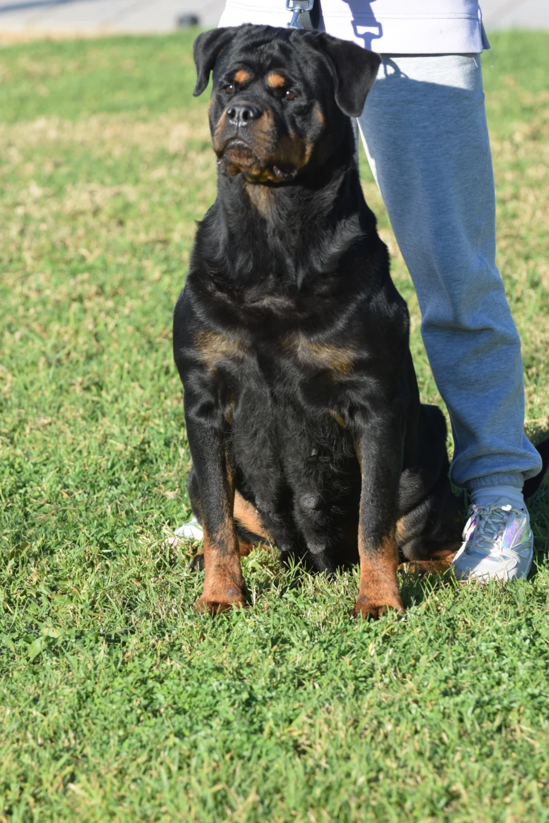 MATANUSKA DE ROTTVALE (McGregor de Rottvale x Yumara de Rottvale)