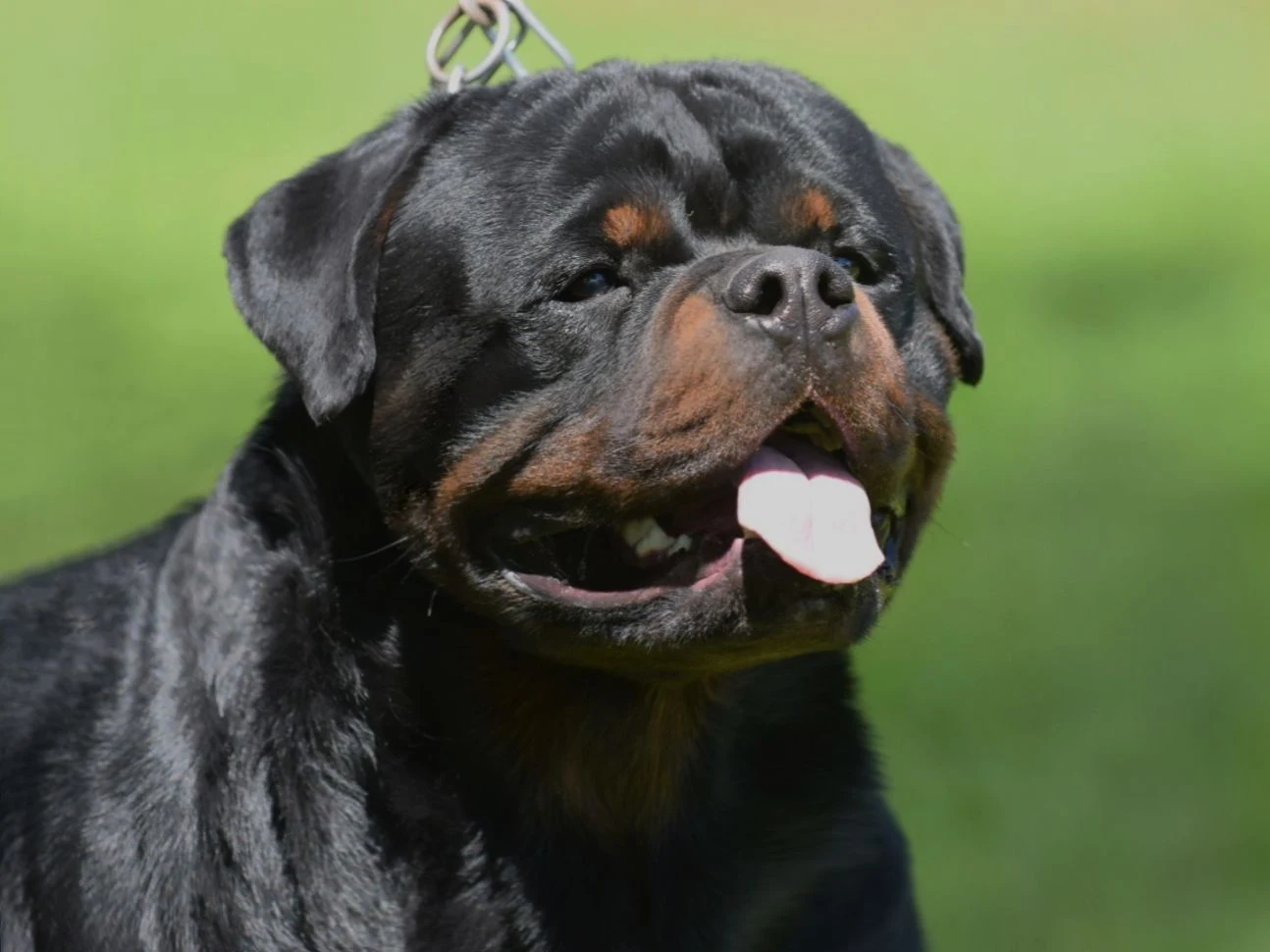 DOLLAR DE ROTTVALE (McGregor de Rottvale x Luna de Rottvale)
