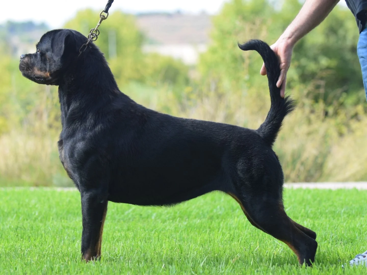 ELEKTRA DE ROTTVALE ( Virtus from Royal Breed x Oxana de Rottmavi)