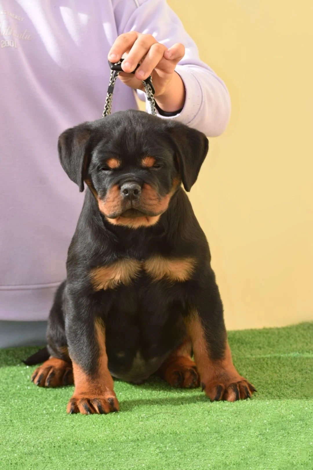 KAZAN DE ROTTVALE ( McGregor de Rottvale x Onda vom boki's hause)