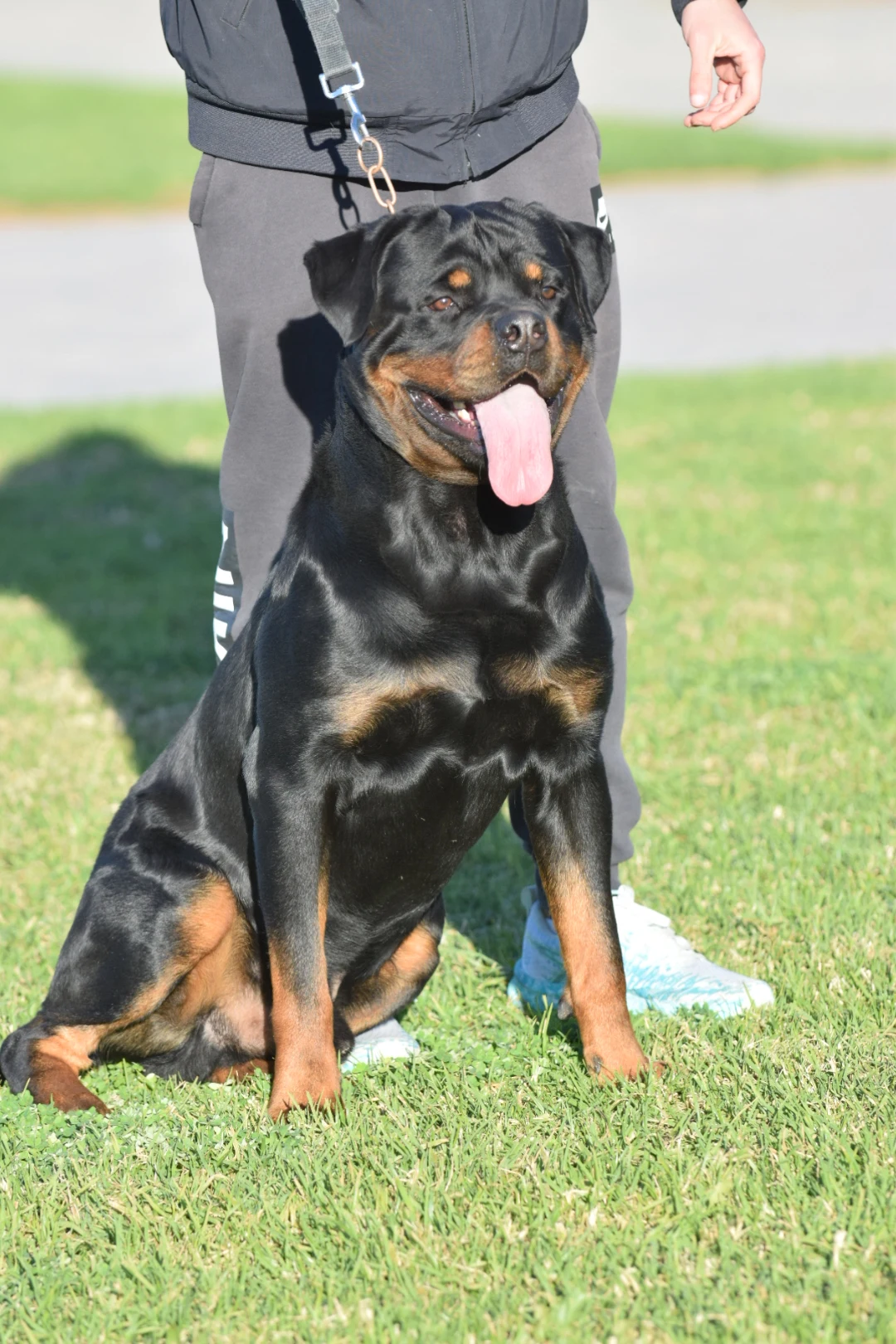 KAISER DE ROTTVALE (Turbo de Rottvale x Frozen de Rottvale)