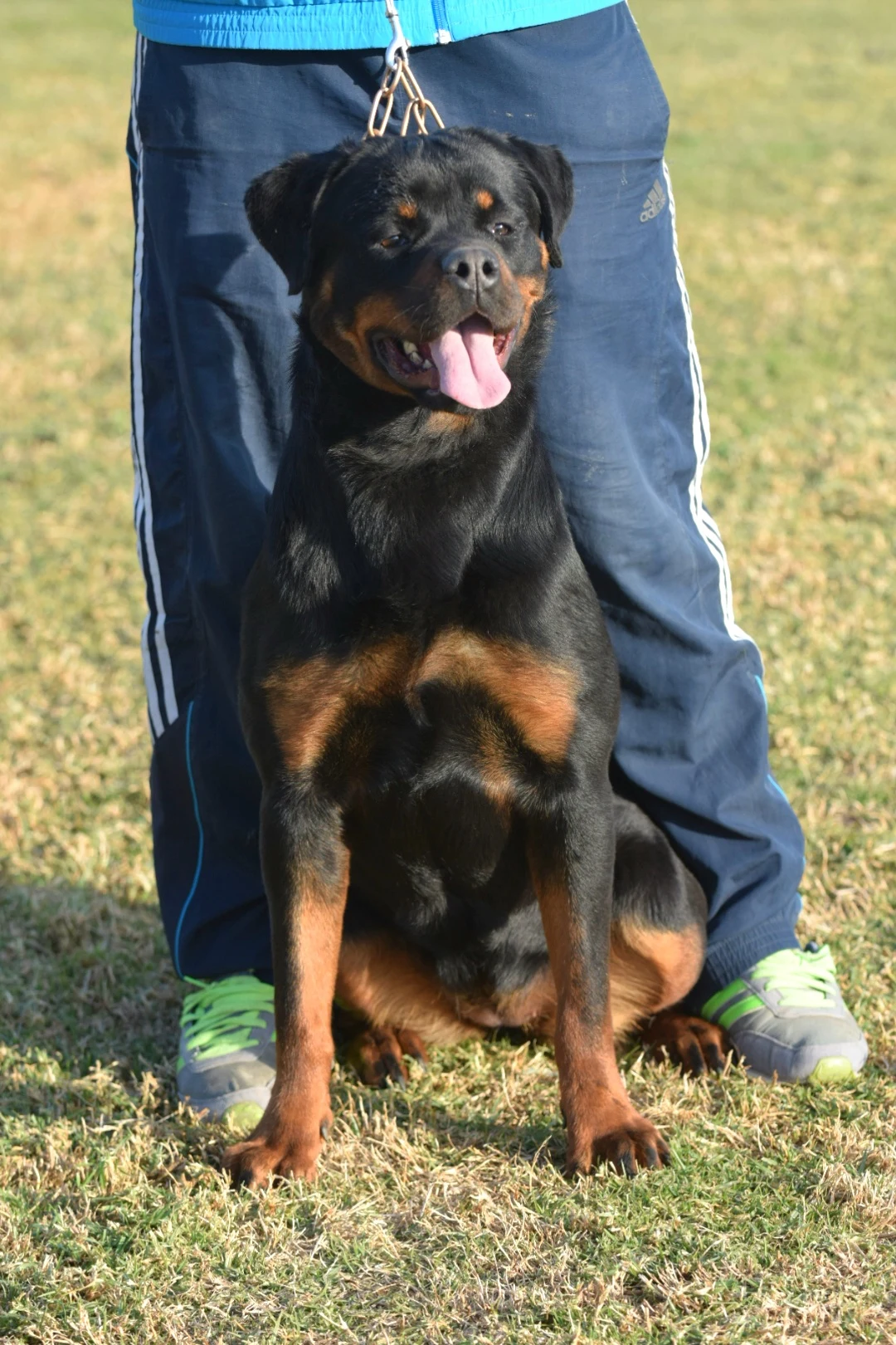 XOLA DE ROTTVALE (Eminen vh Edelstein x Oxana de Rottmavi)