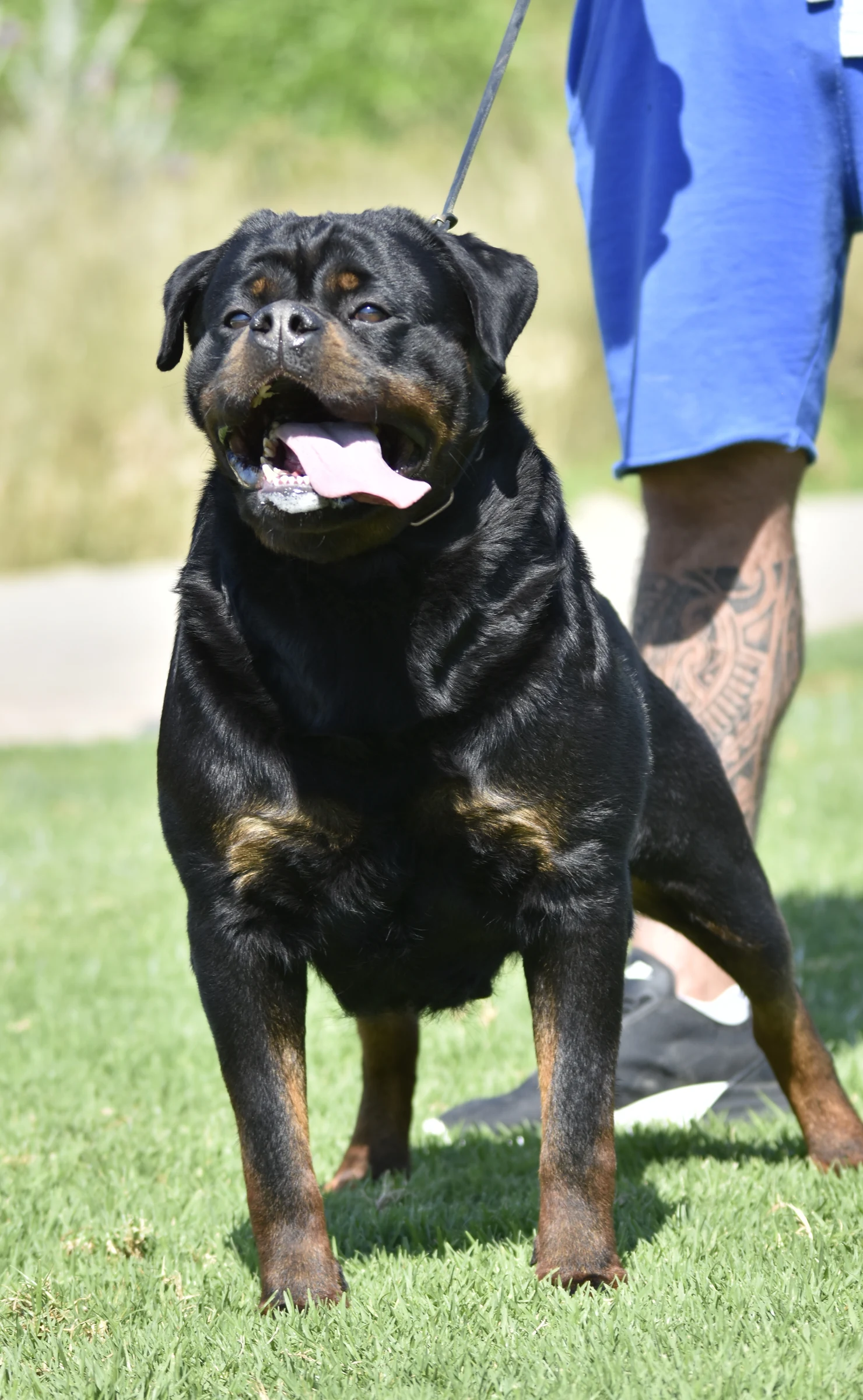 IARA D,MARTÍNEZ ( Matrix imperial warrior x Fiby de Rottmavi)